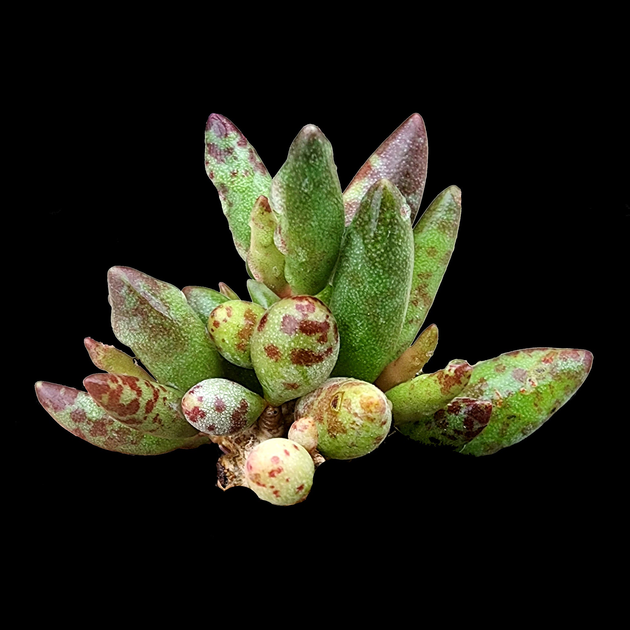 succulent with spots Adromischus filicaulis 'Red Spots' – Collectors Online
