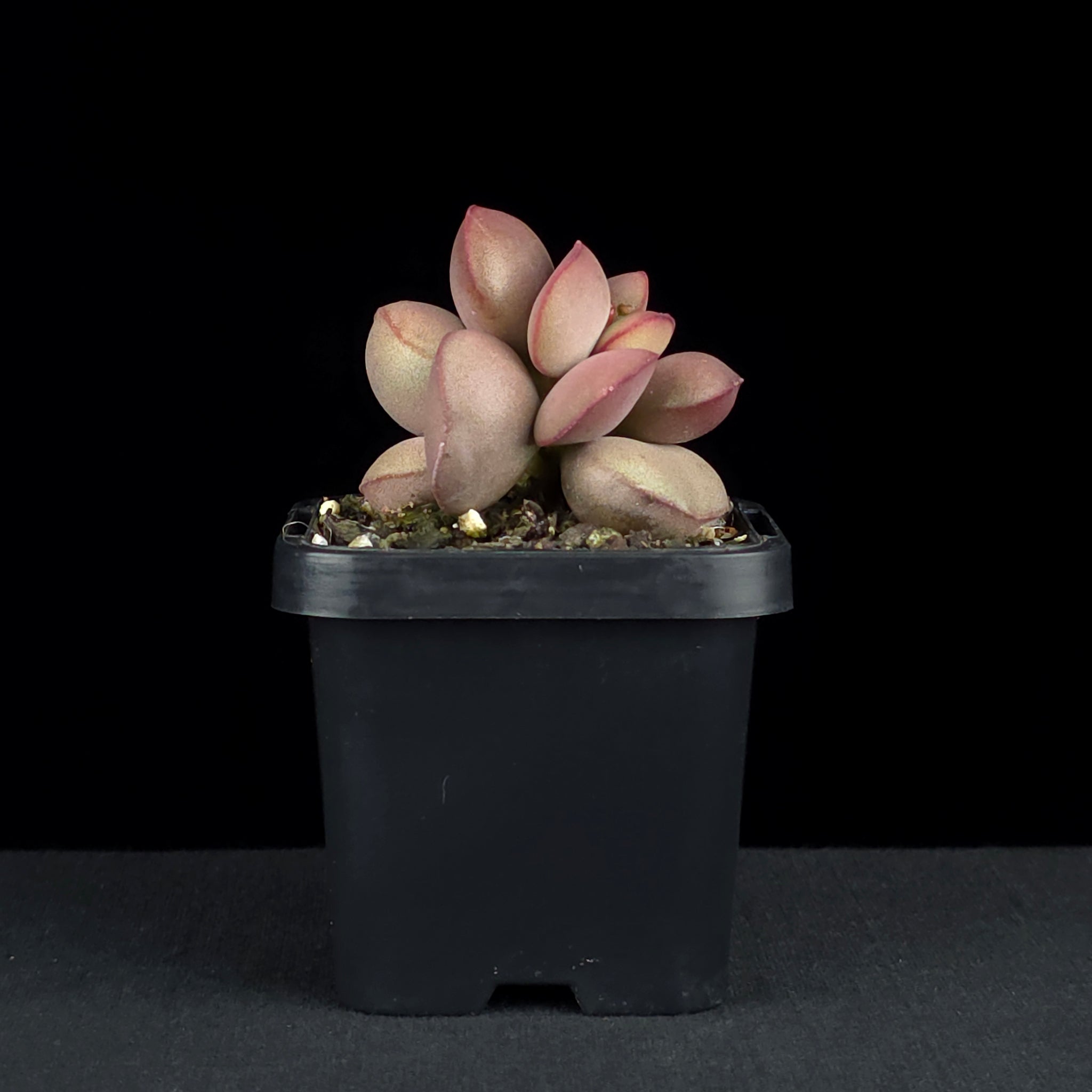 Adromischus marianae f. hallii