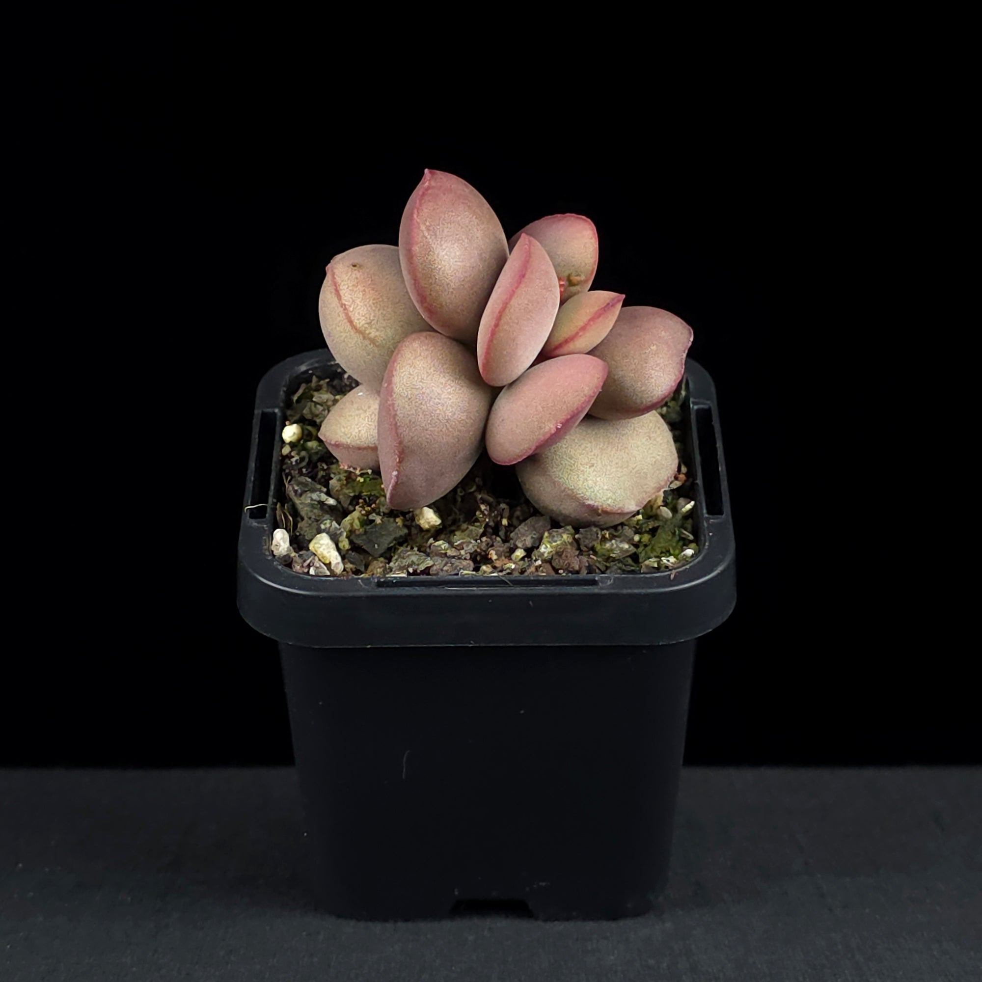 Adromischus marianae f. hallii