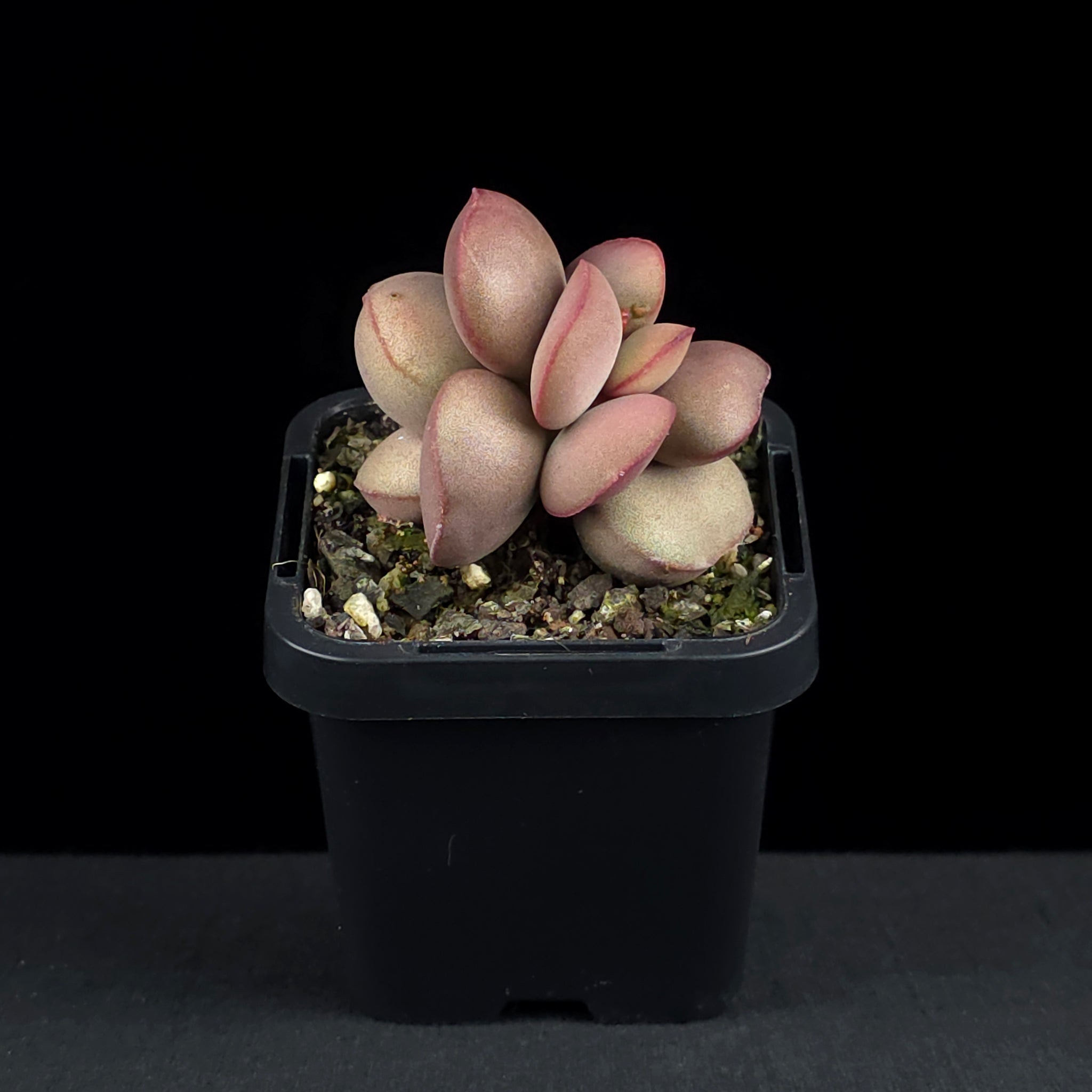 Adromischus marianae f. hallii