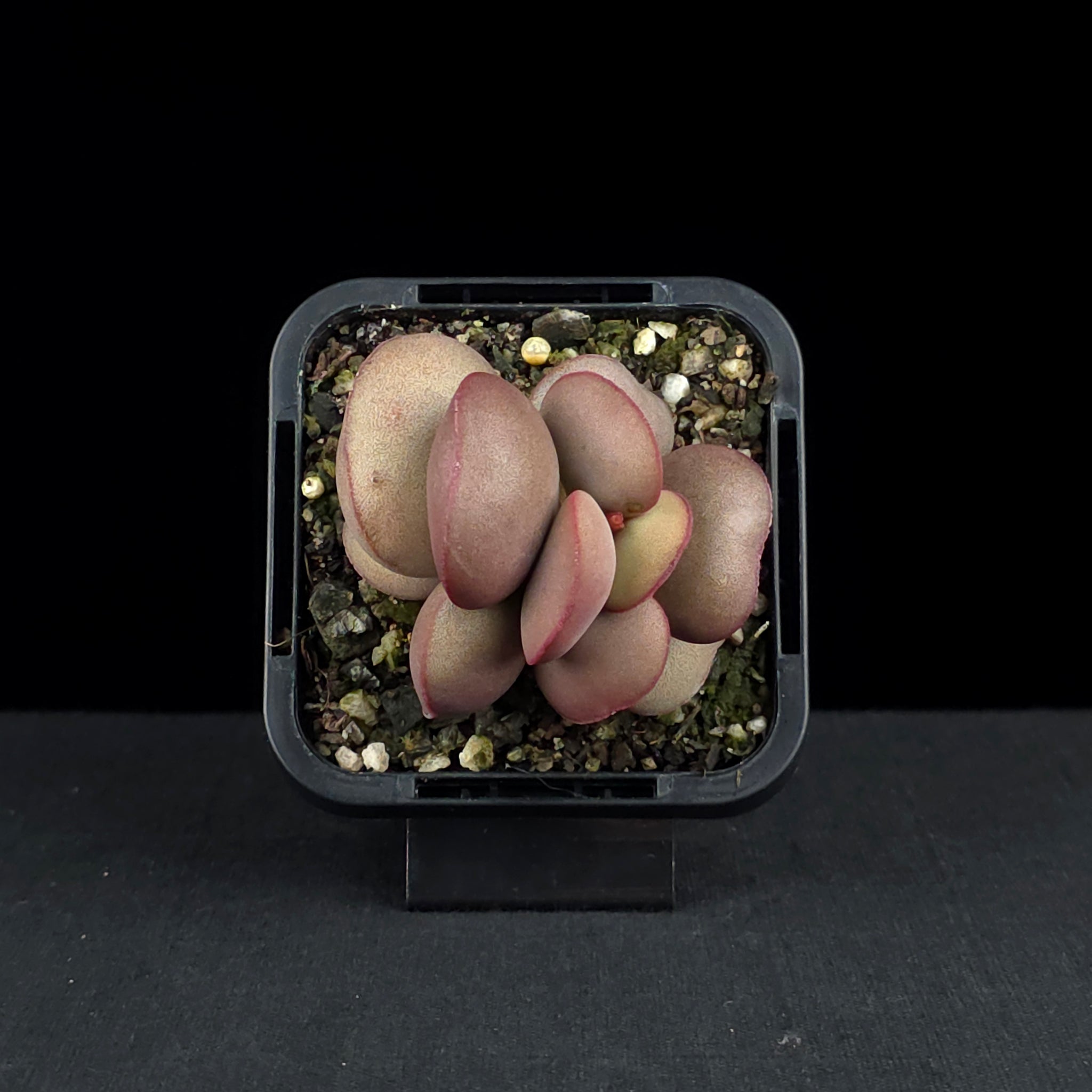 Adromischus marianae f. hallii