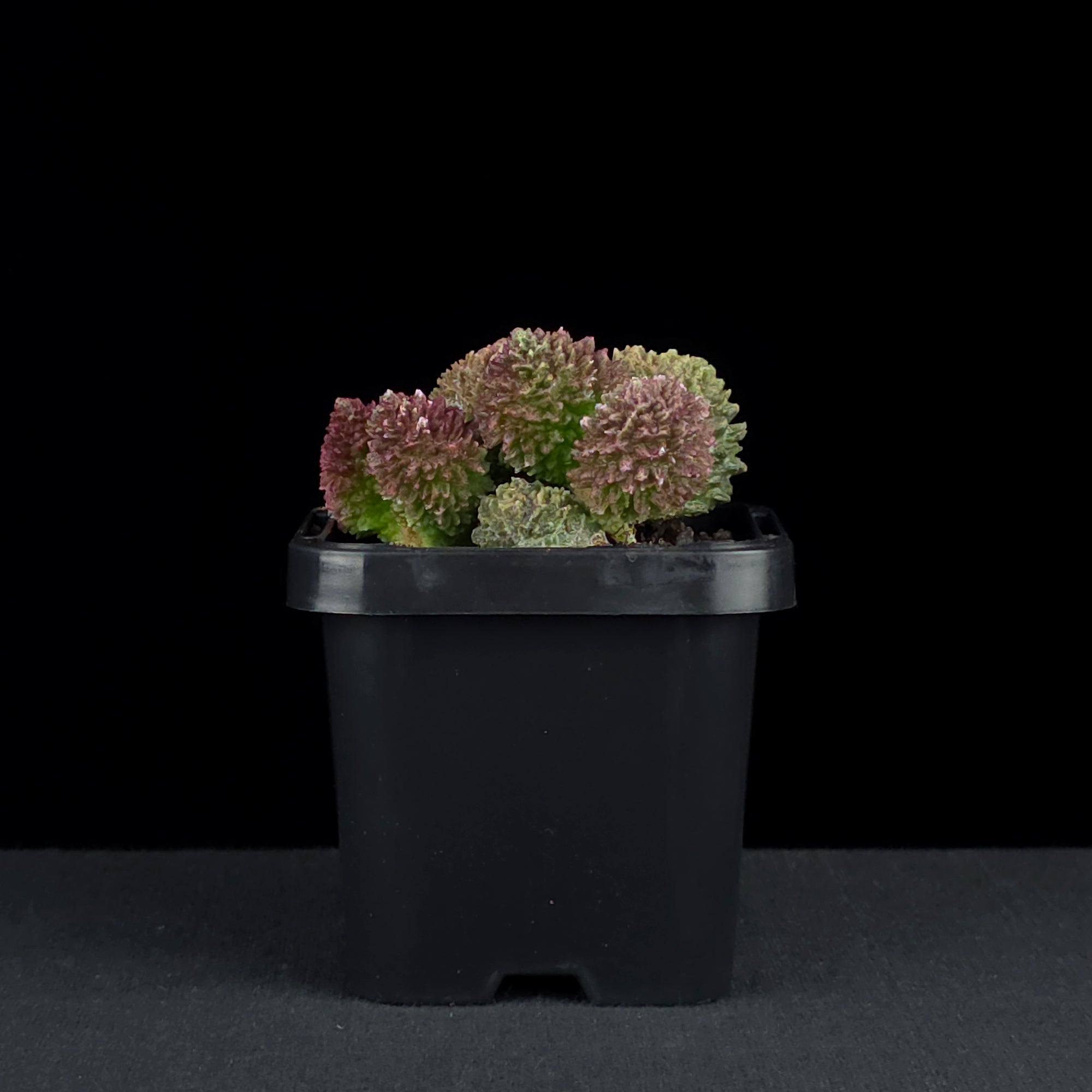 Adromischus marianae f. herrei