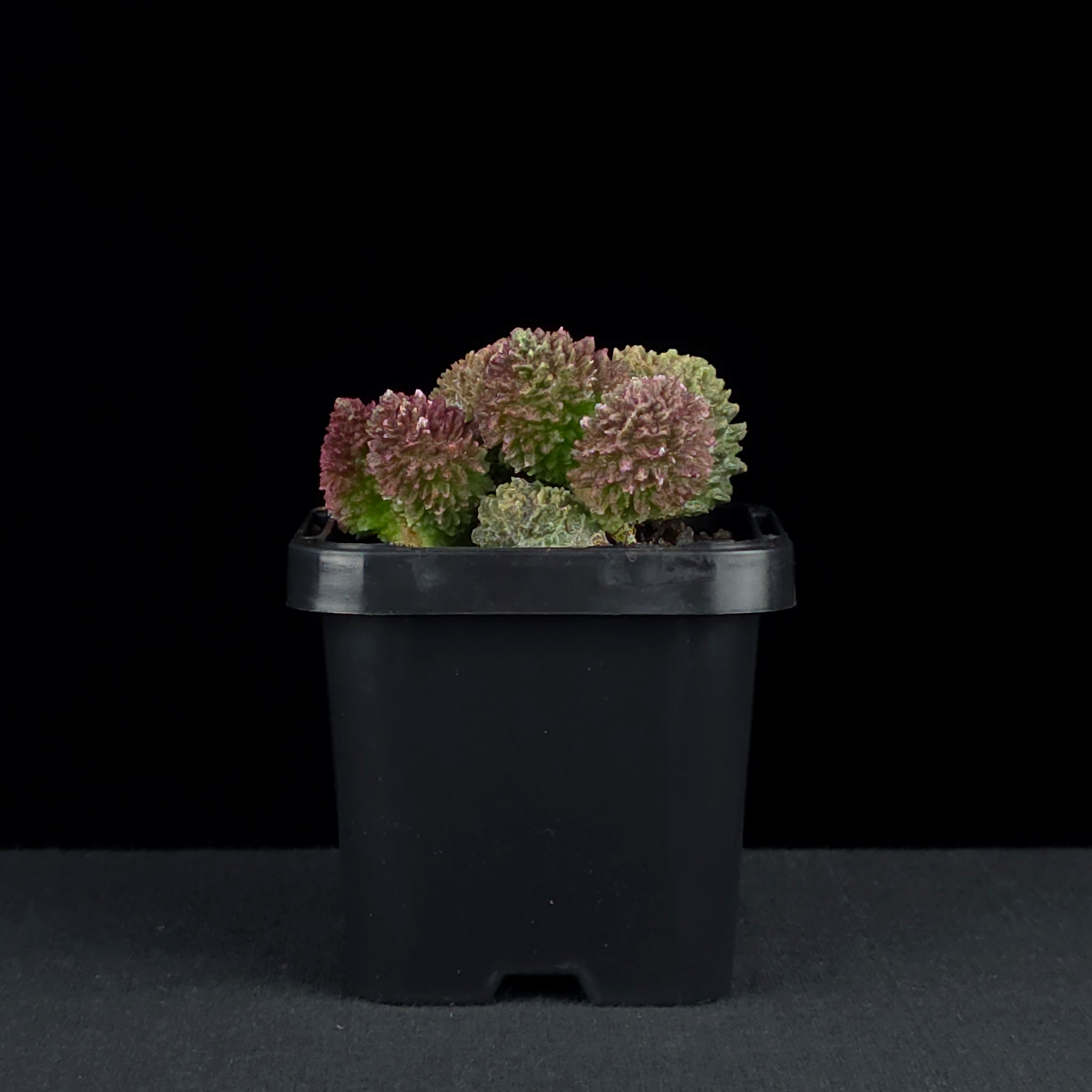 Adromischus marianae f. herrei