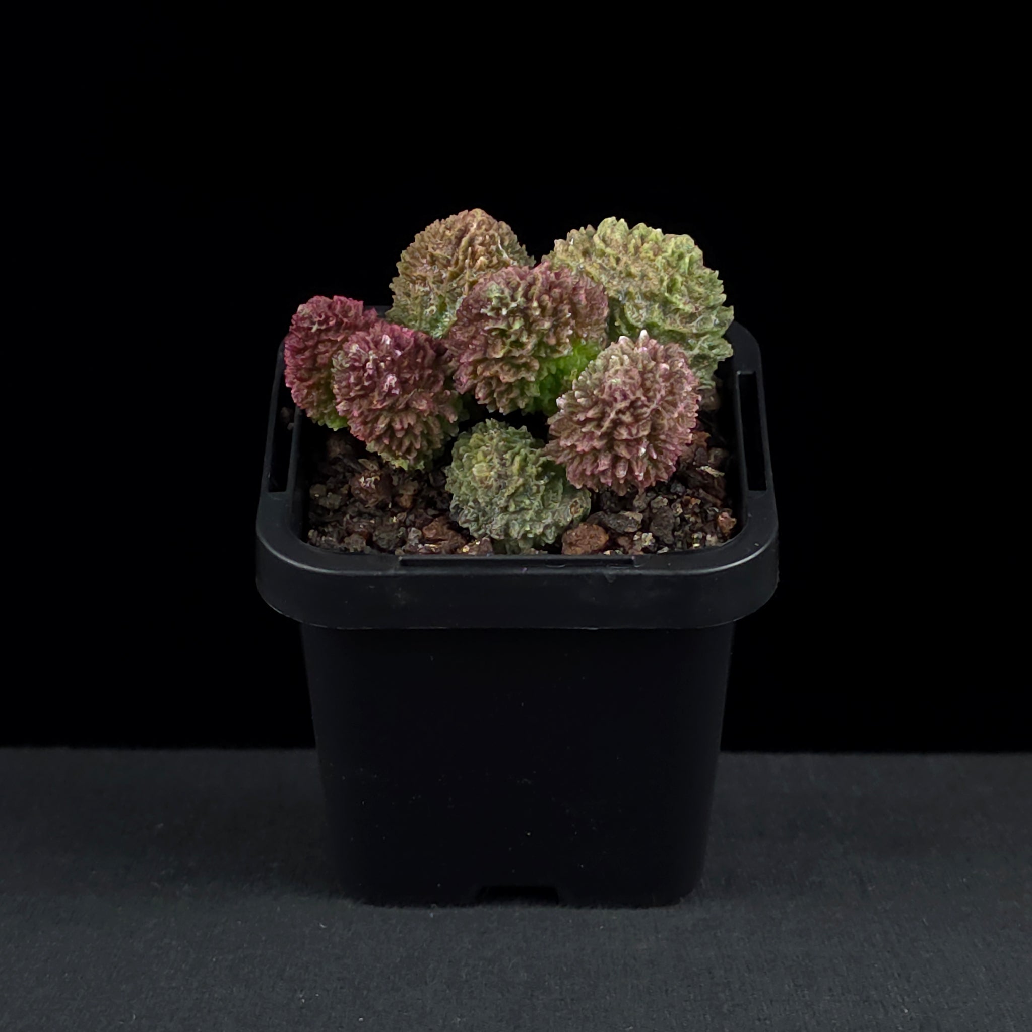 Adromischus marianae f. herrei