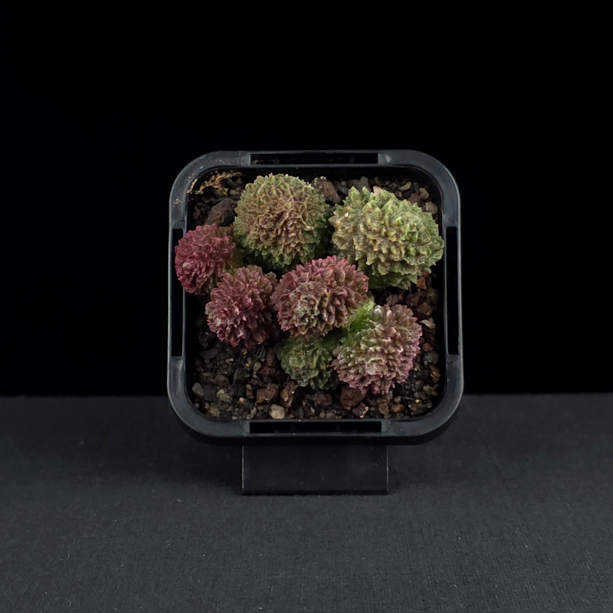 Adromischus marianae f. herrei