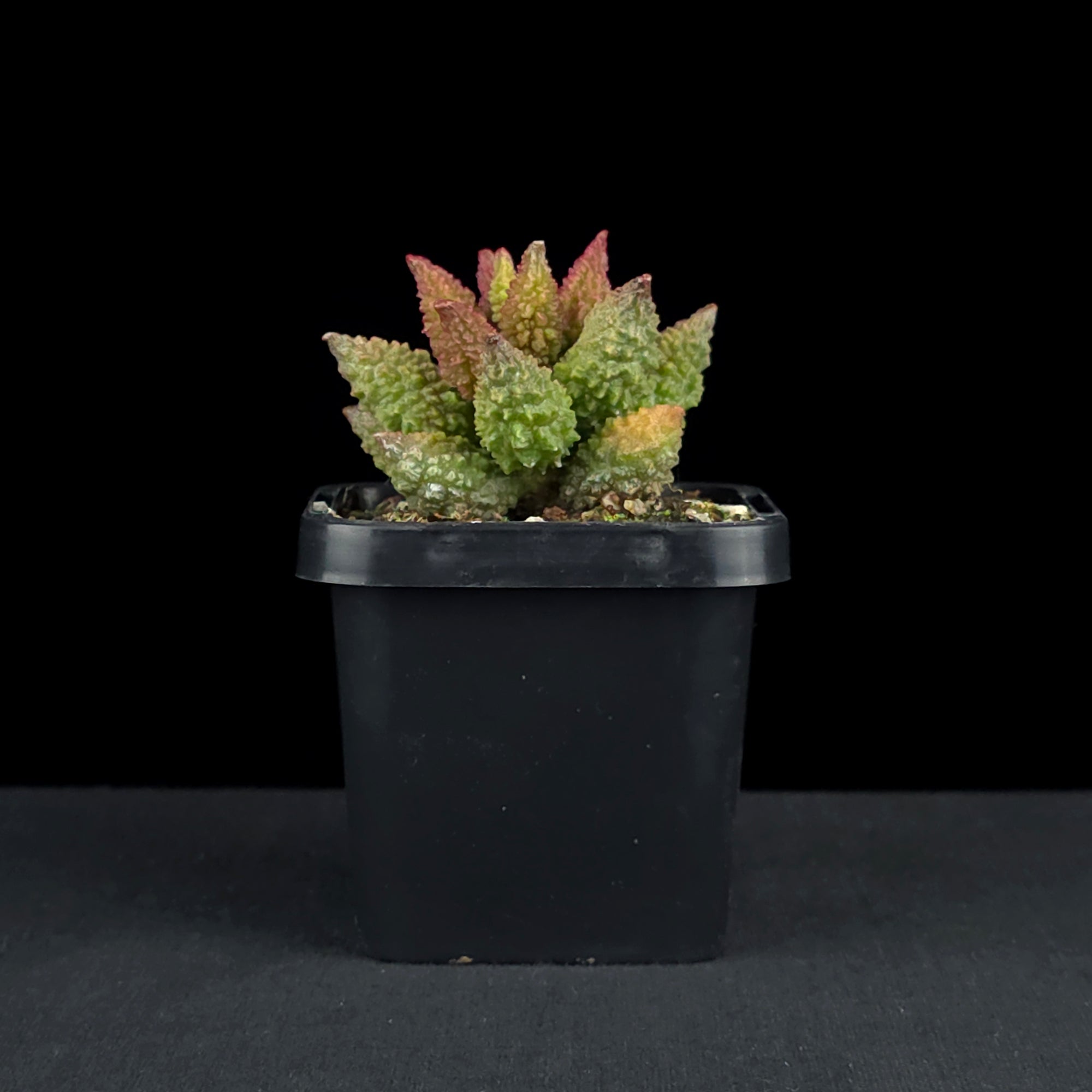 Adromischus marianae f. herrei 'Narrow Leaved Form'