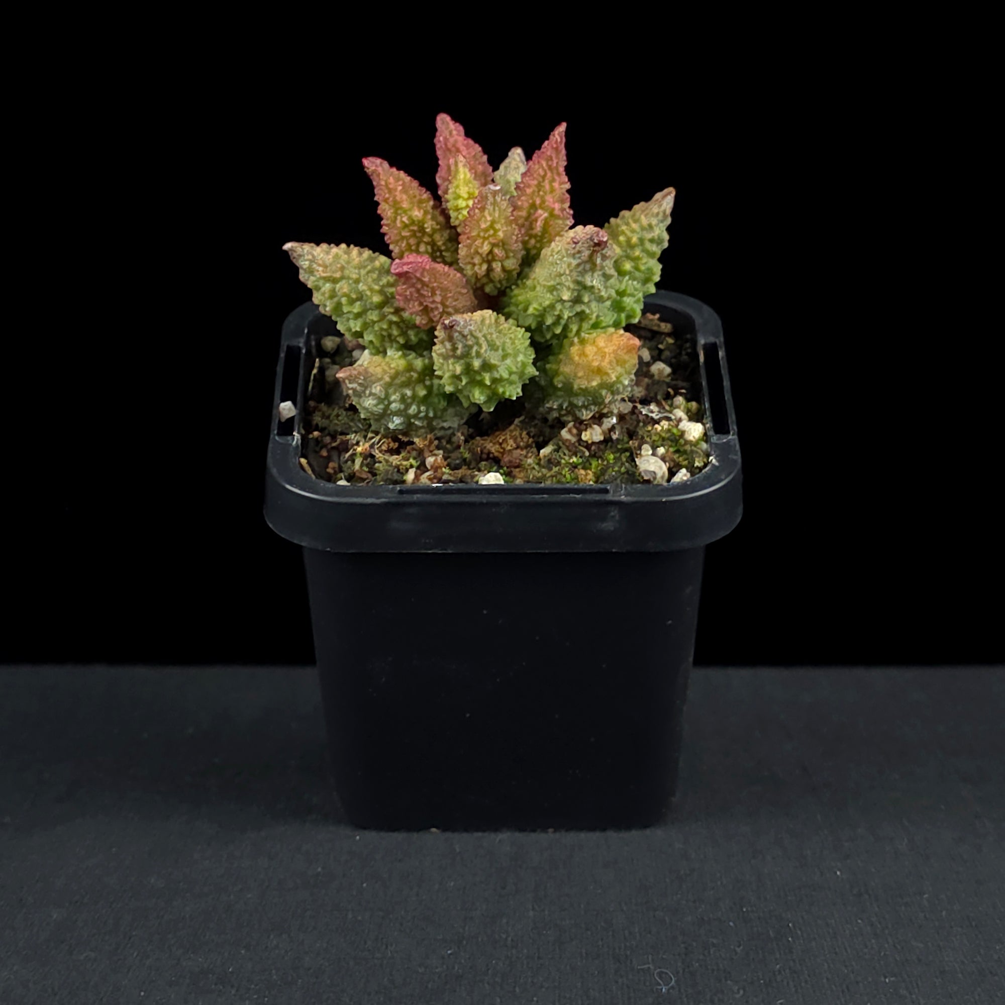 Adromischus marianae f. herrei 'Narrow Leaved Form'