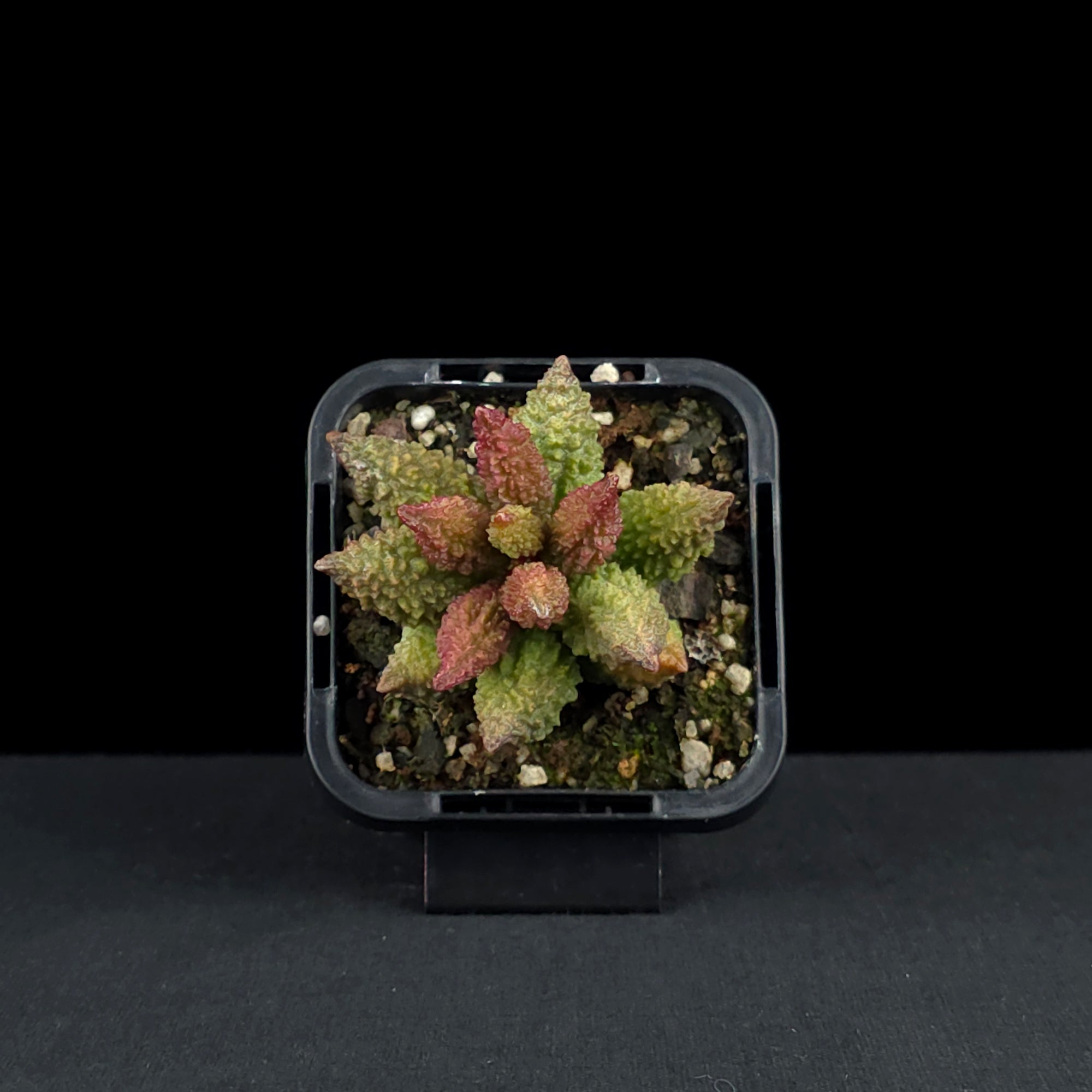 Adromischus marianae f. herrei 'Narrow Leaved Form'