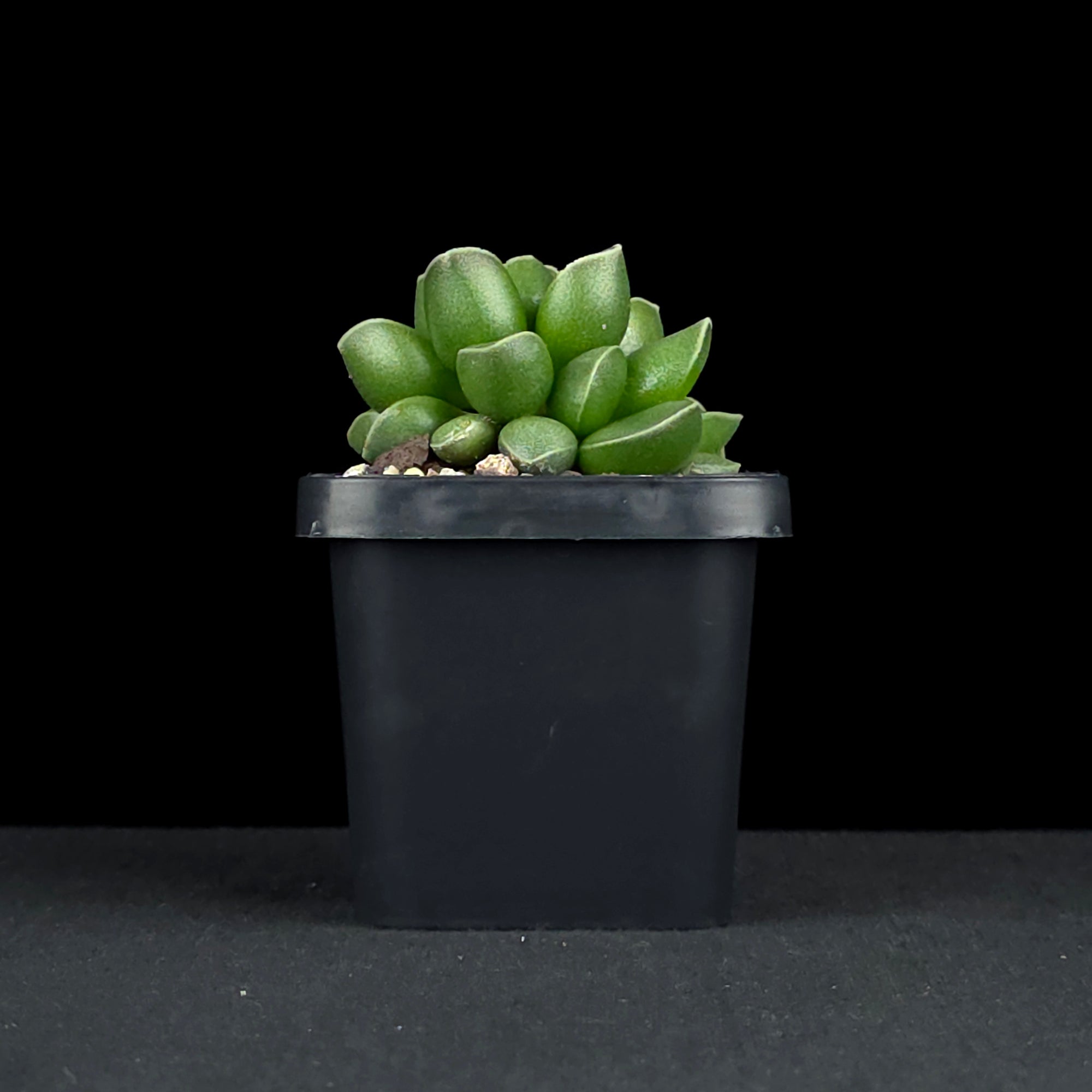 Adromischus marianae var. tanqua