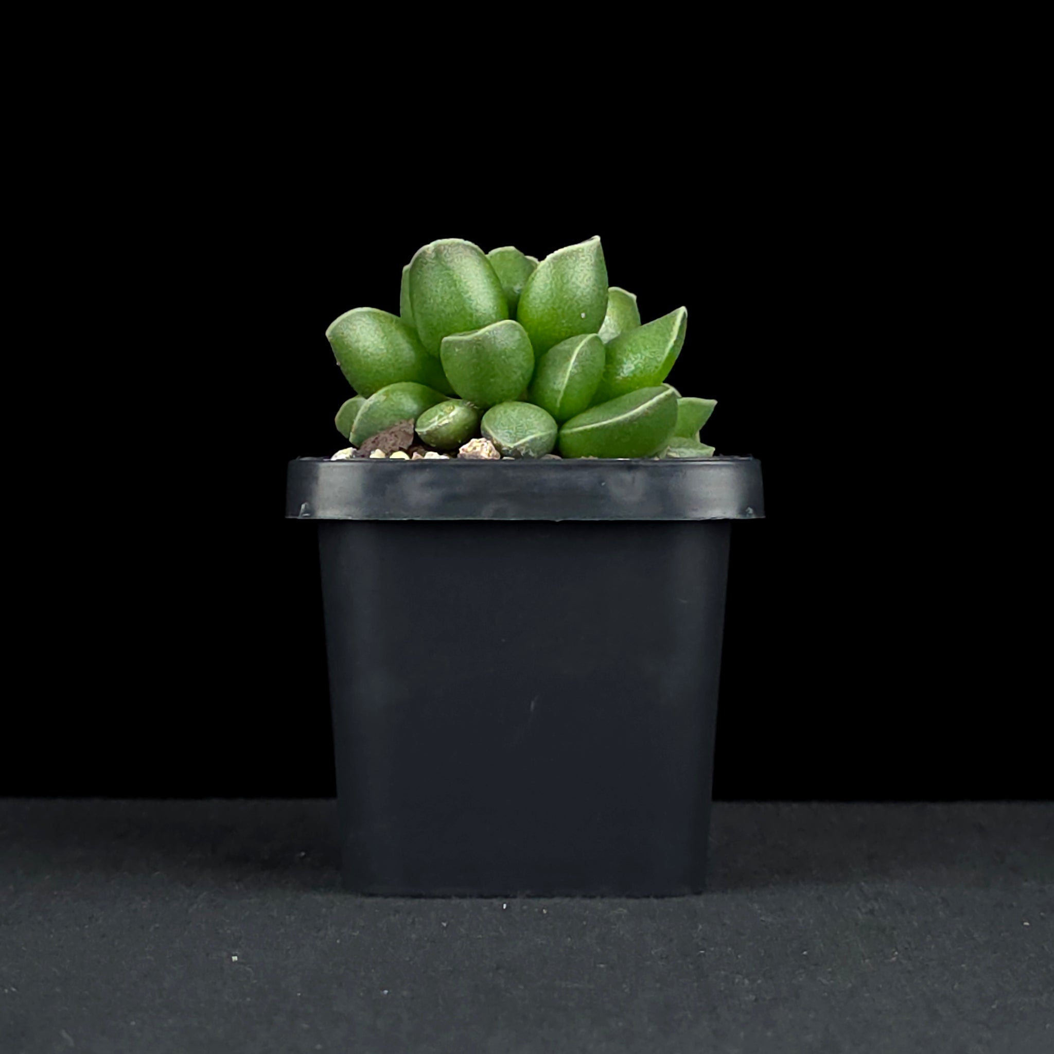 Adromischus marianae var. tanqua