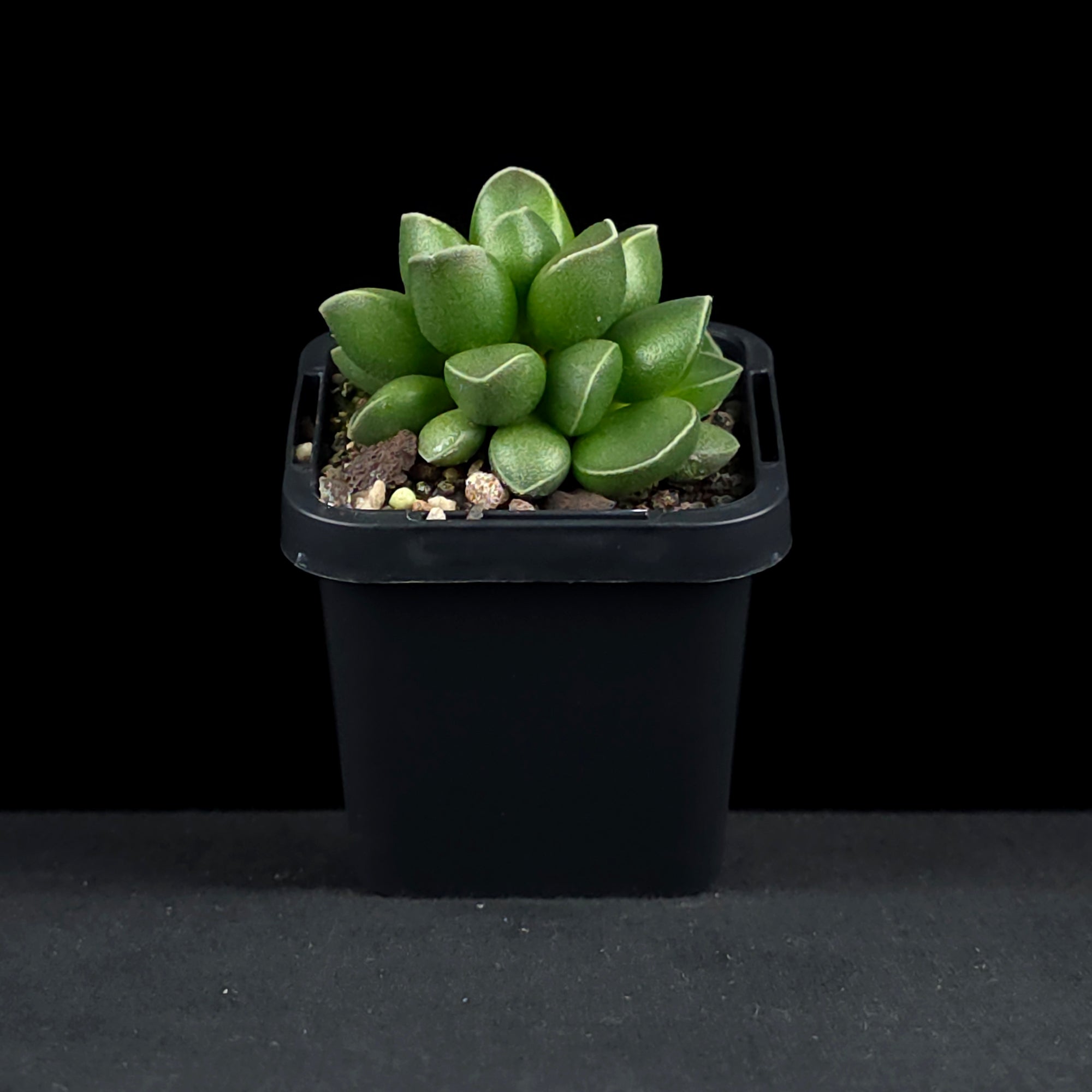 Adromischus marianae var. tanqua