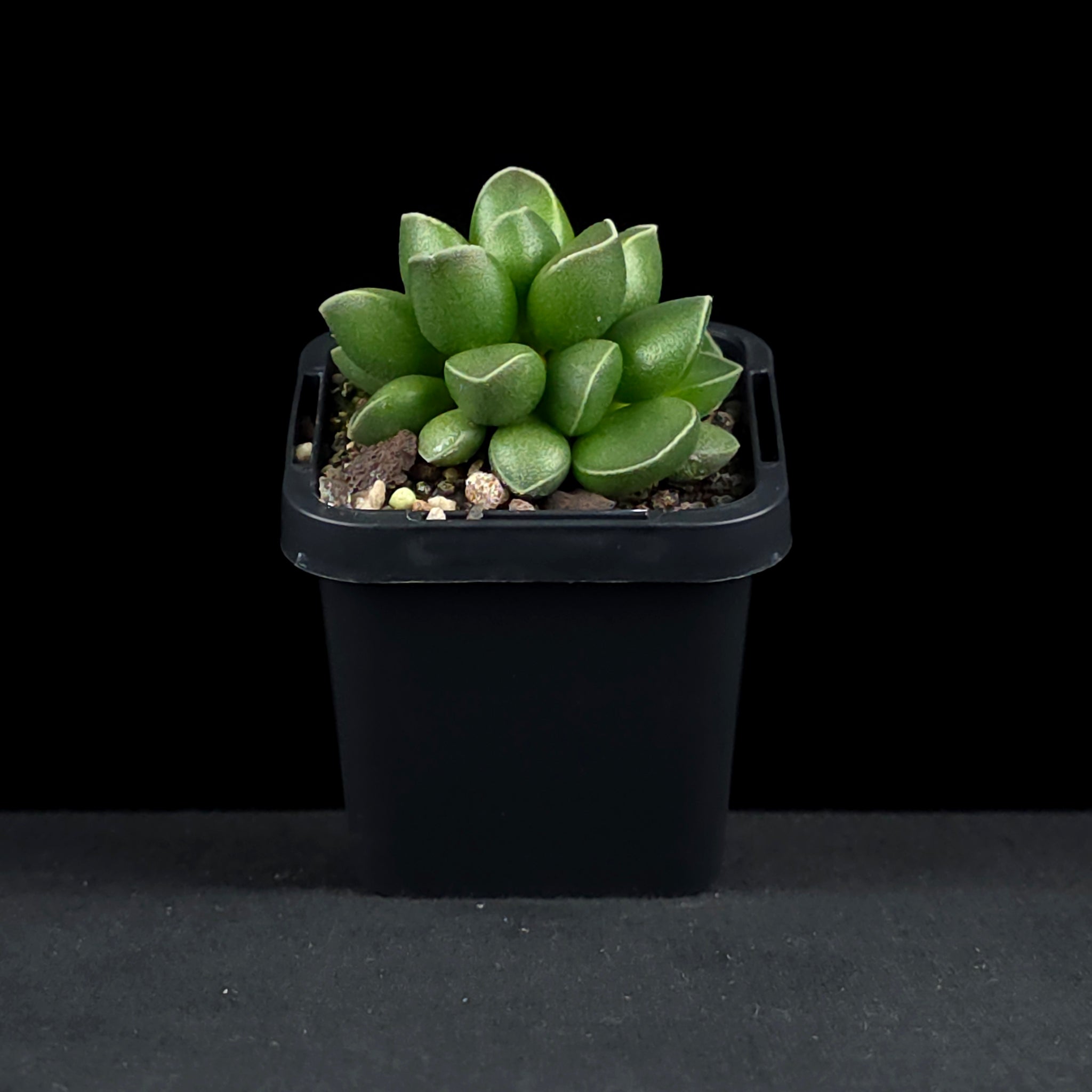 Adromischus marianae var. tanqua