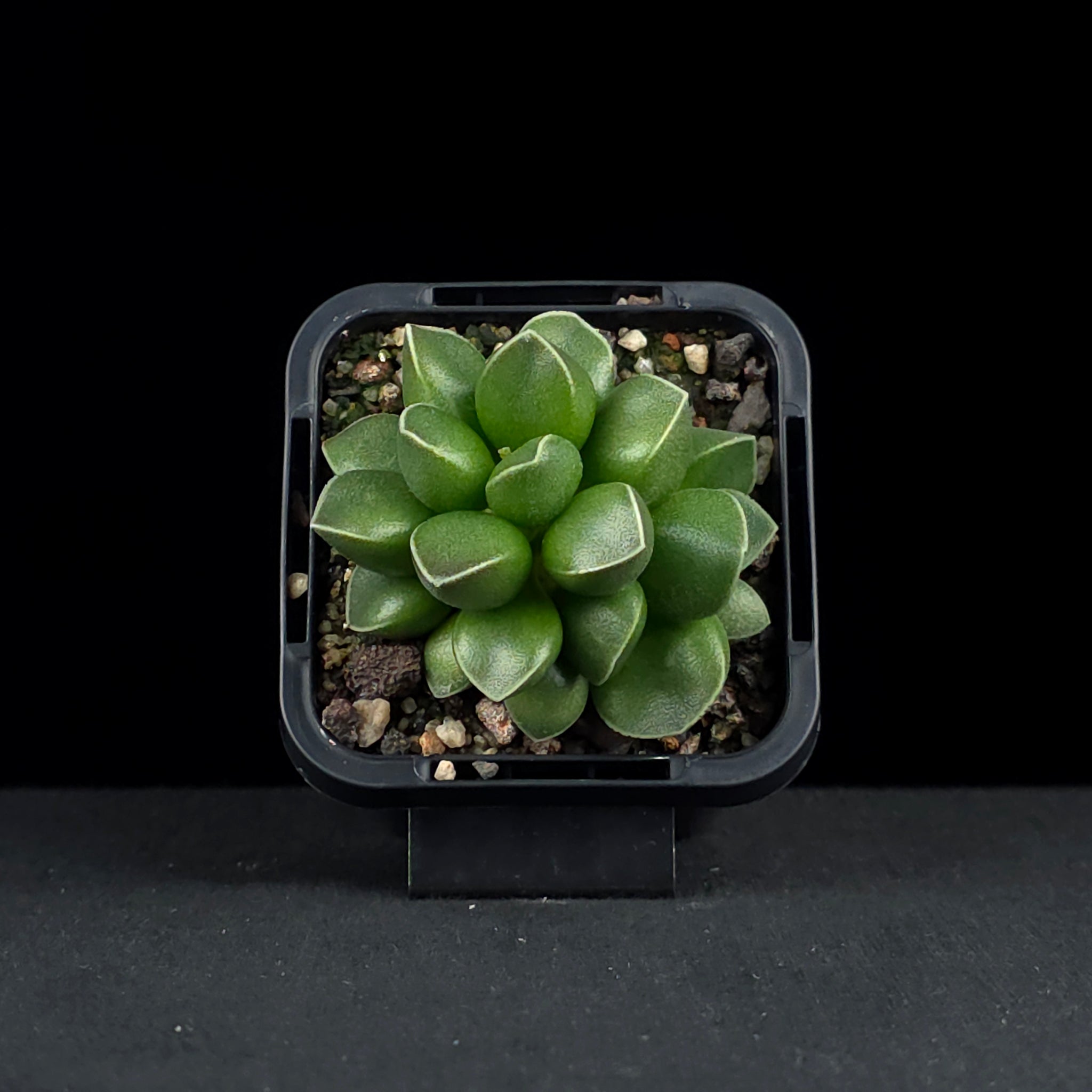 Adromischus marianae var. tanqua