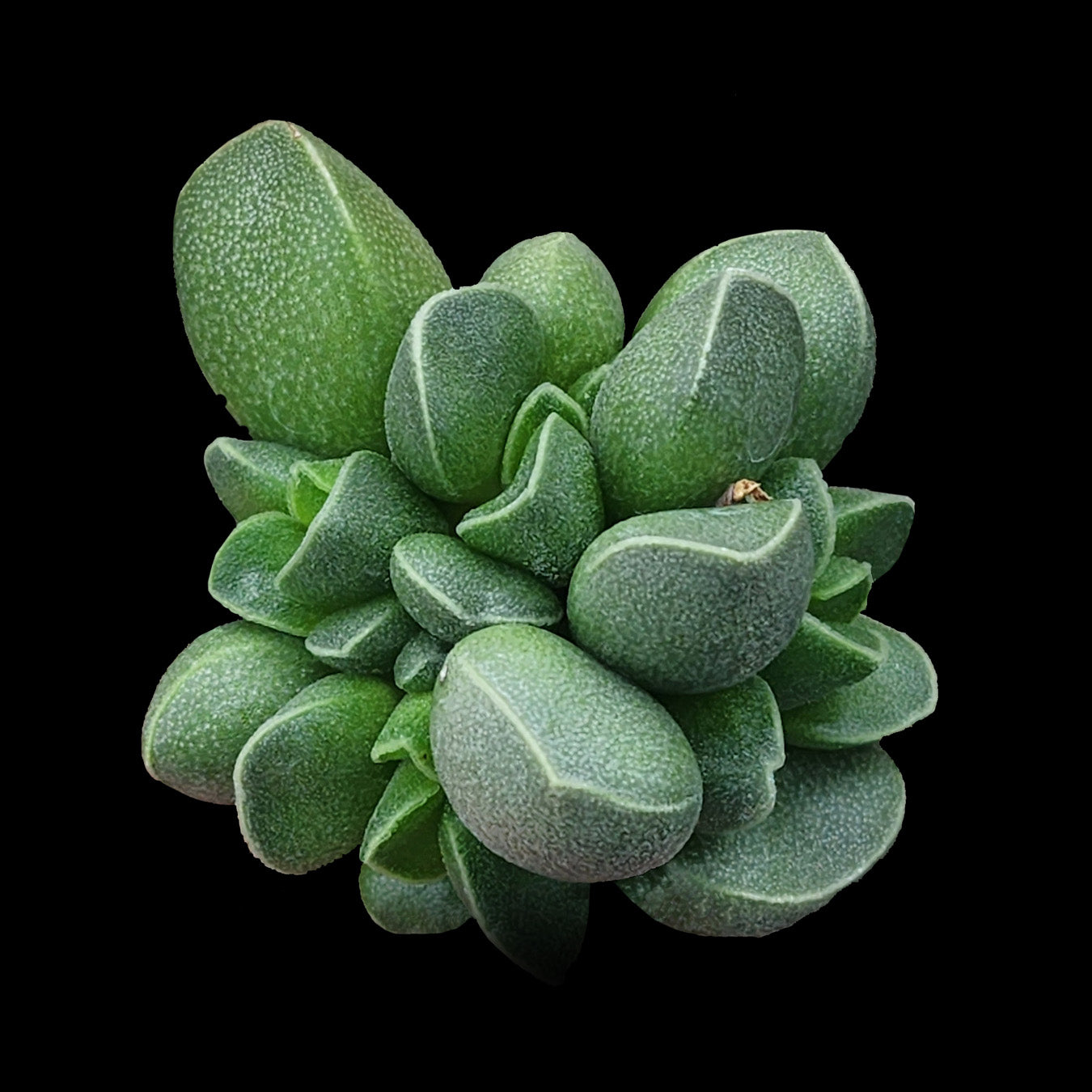 Adromischus marianae var. tanqua