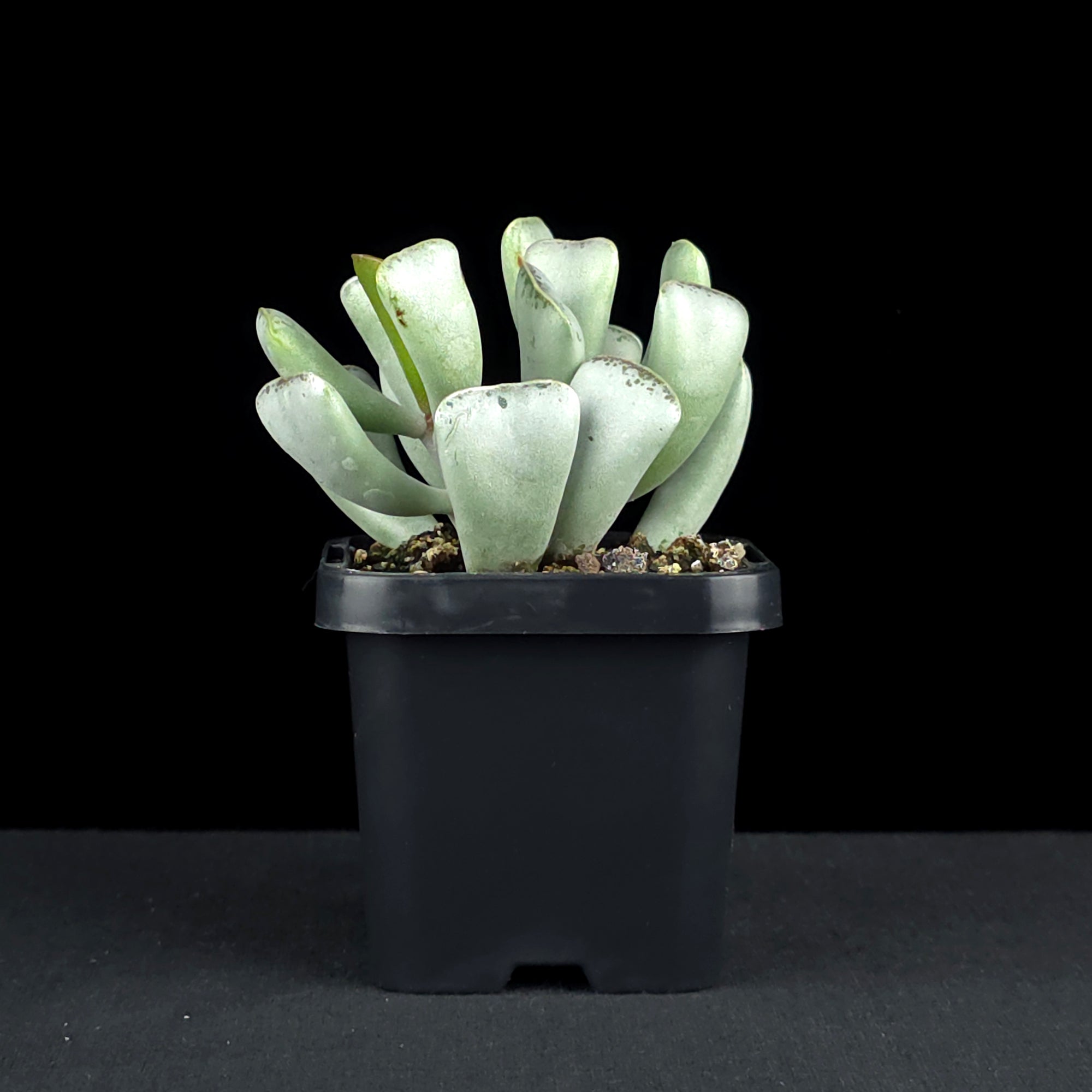 Adromischus triflorus