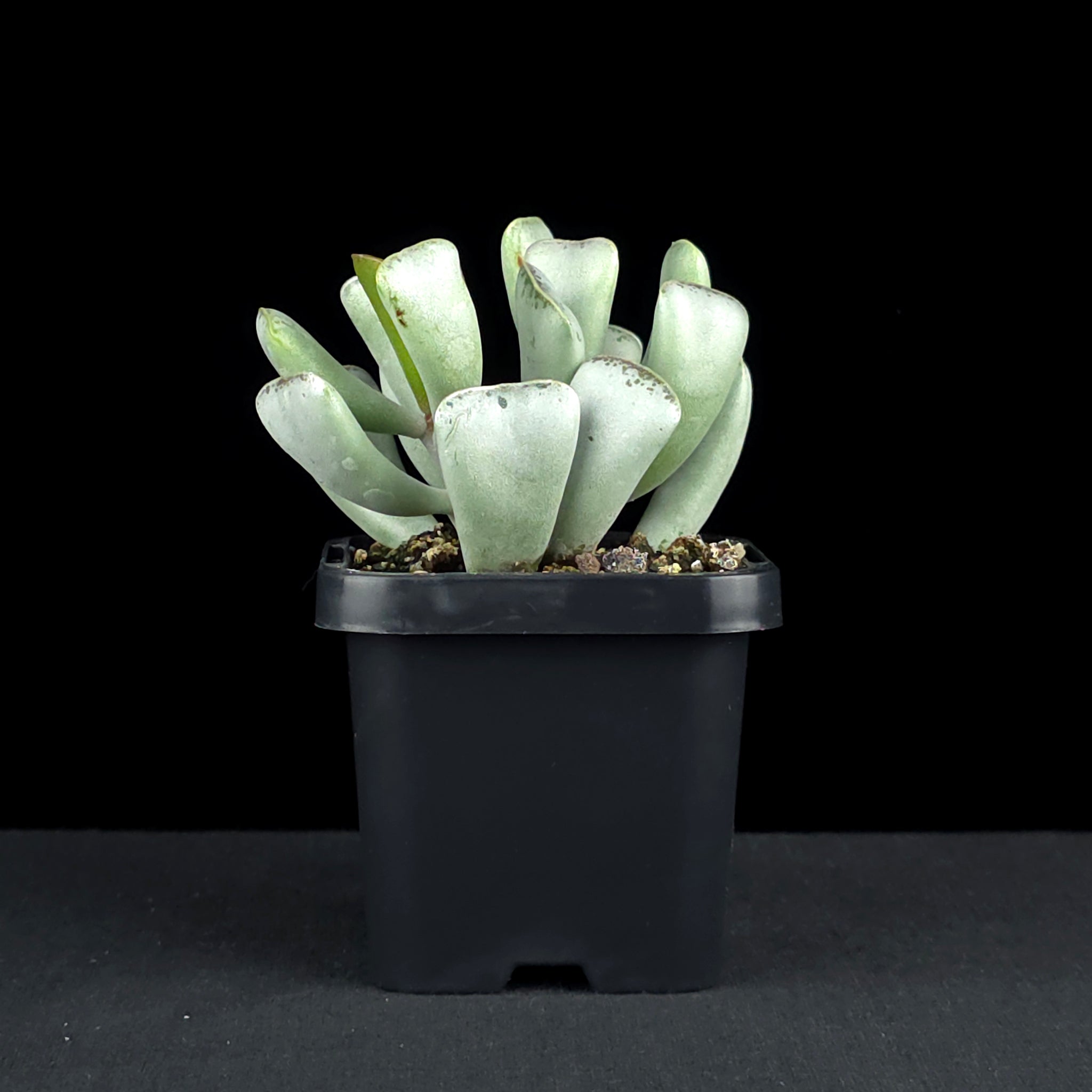 Adromischus triflorus