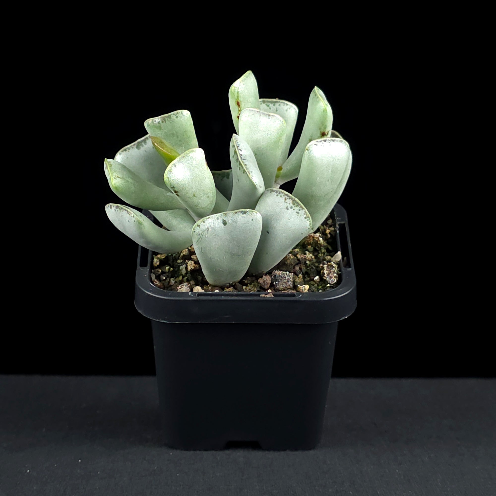 Adromischus triflorus