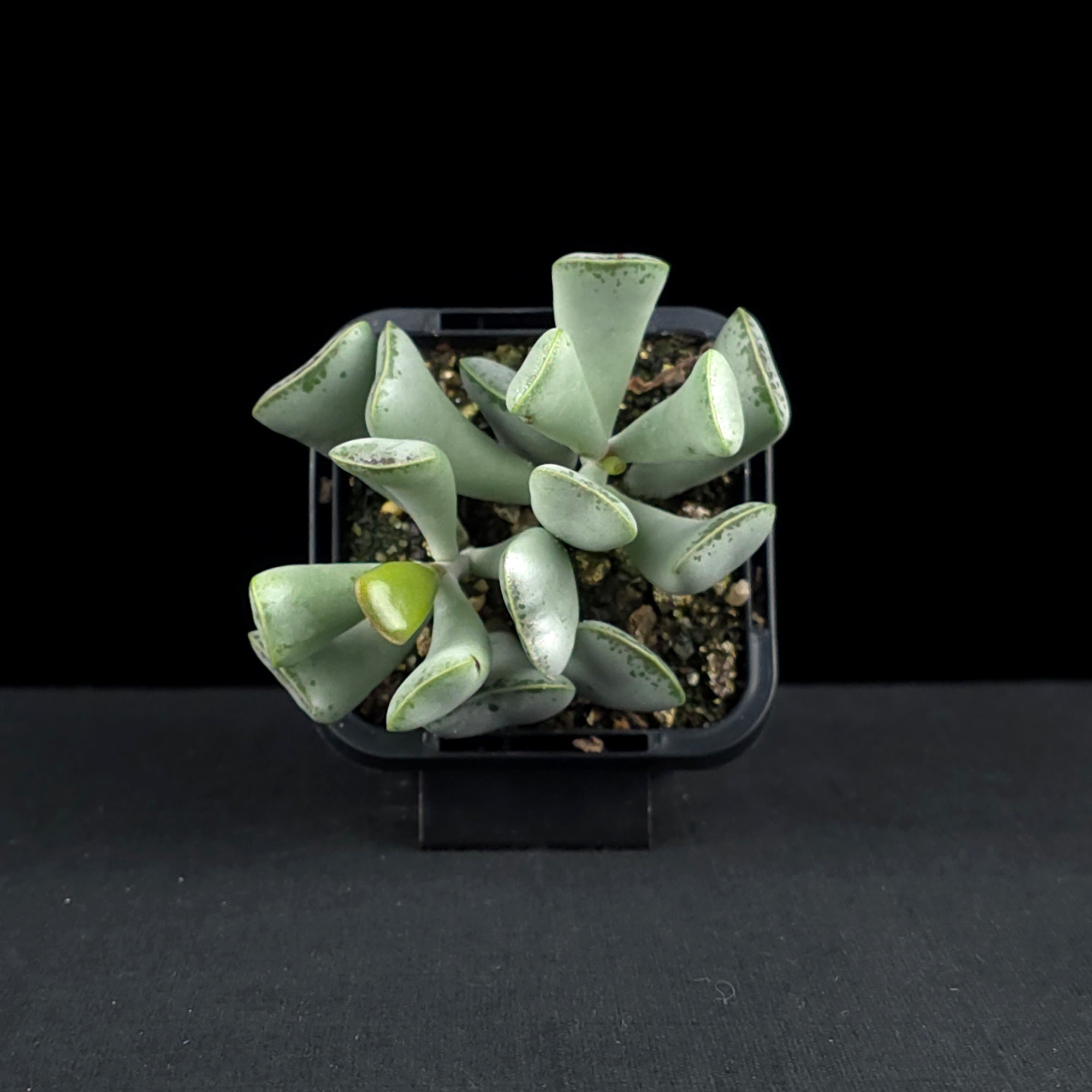Adromischus triflorus