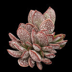 Adromischus trigynus