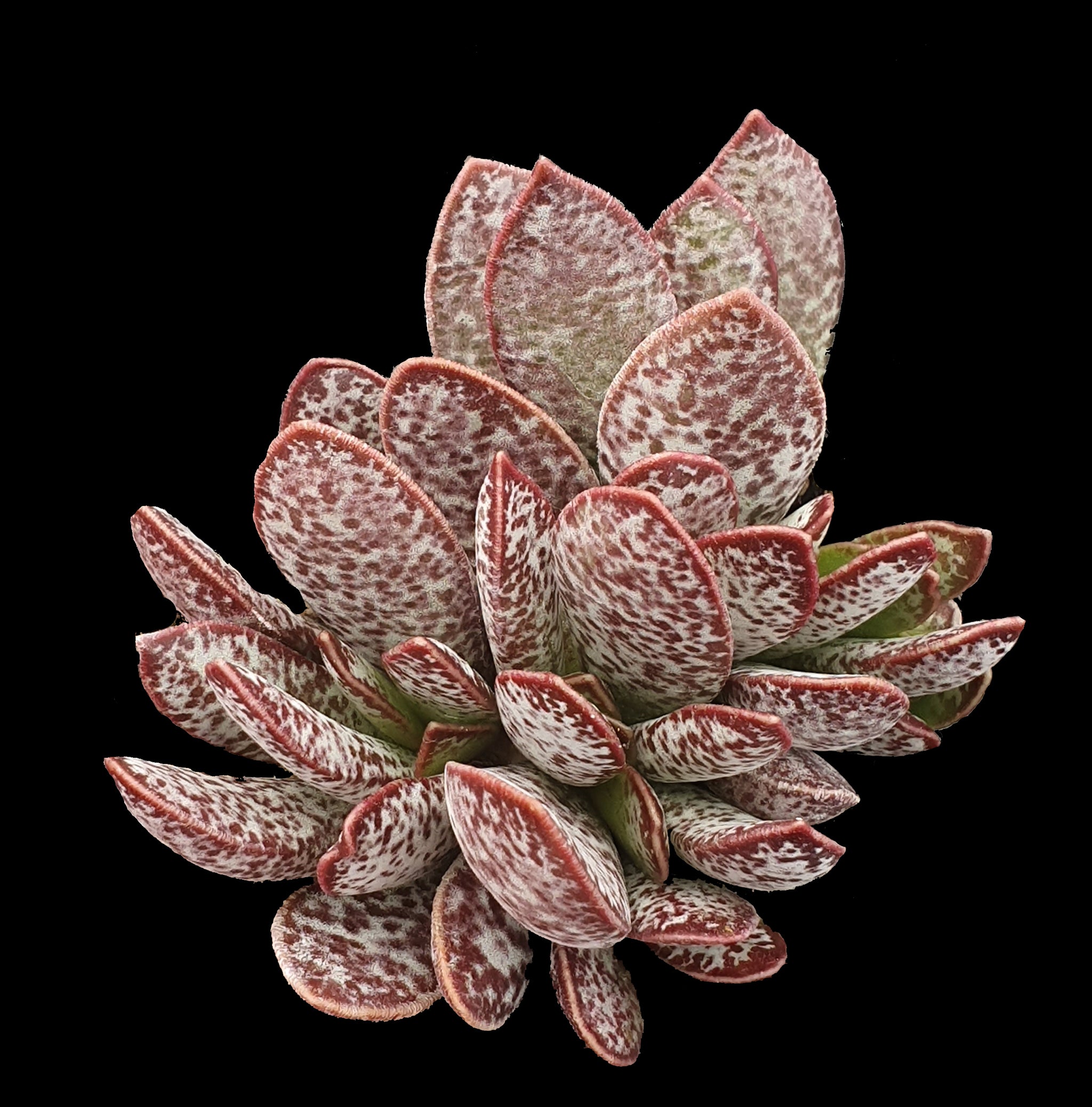 Adromischus trigynus