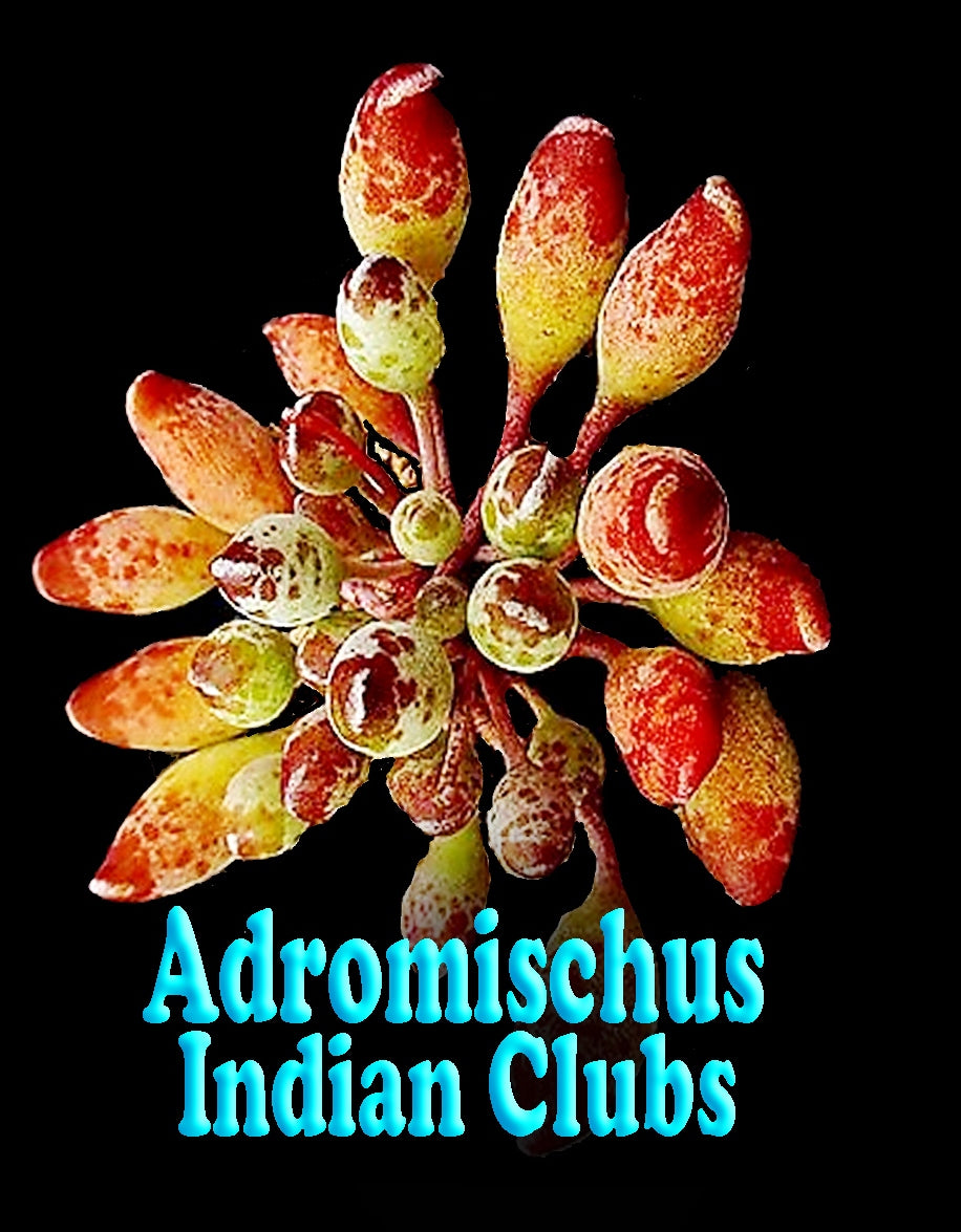 Adromischus cristatus 'Indian Clubs'