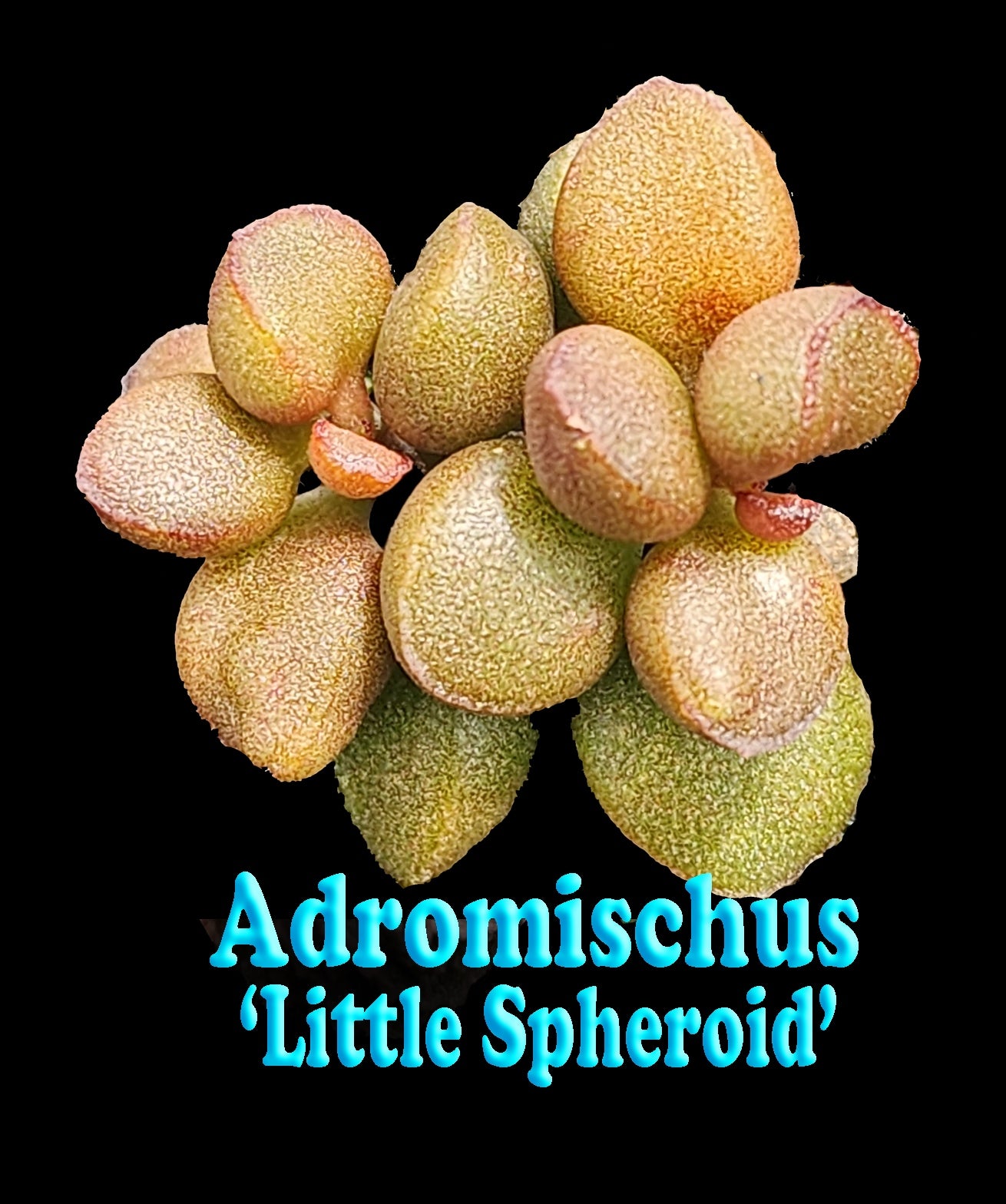 Adromischus 'Little Spheroid'