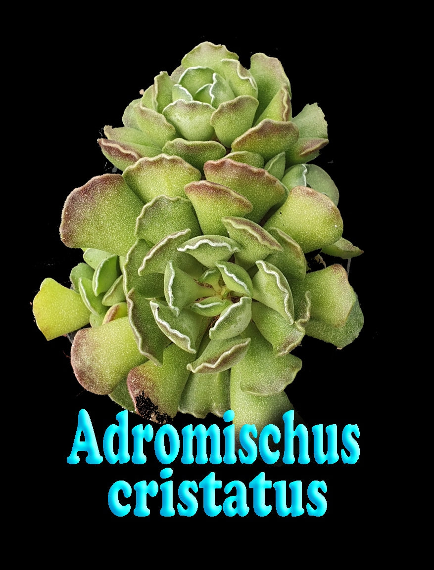 Adromischus cristatus