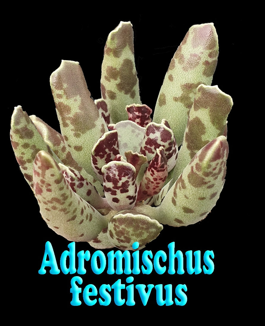 Adromischus festivus