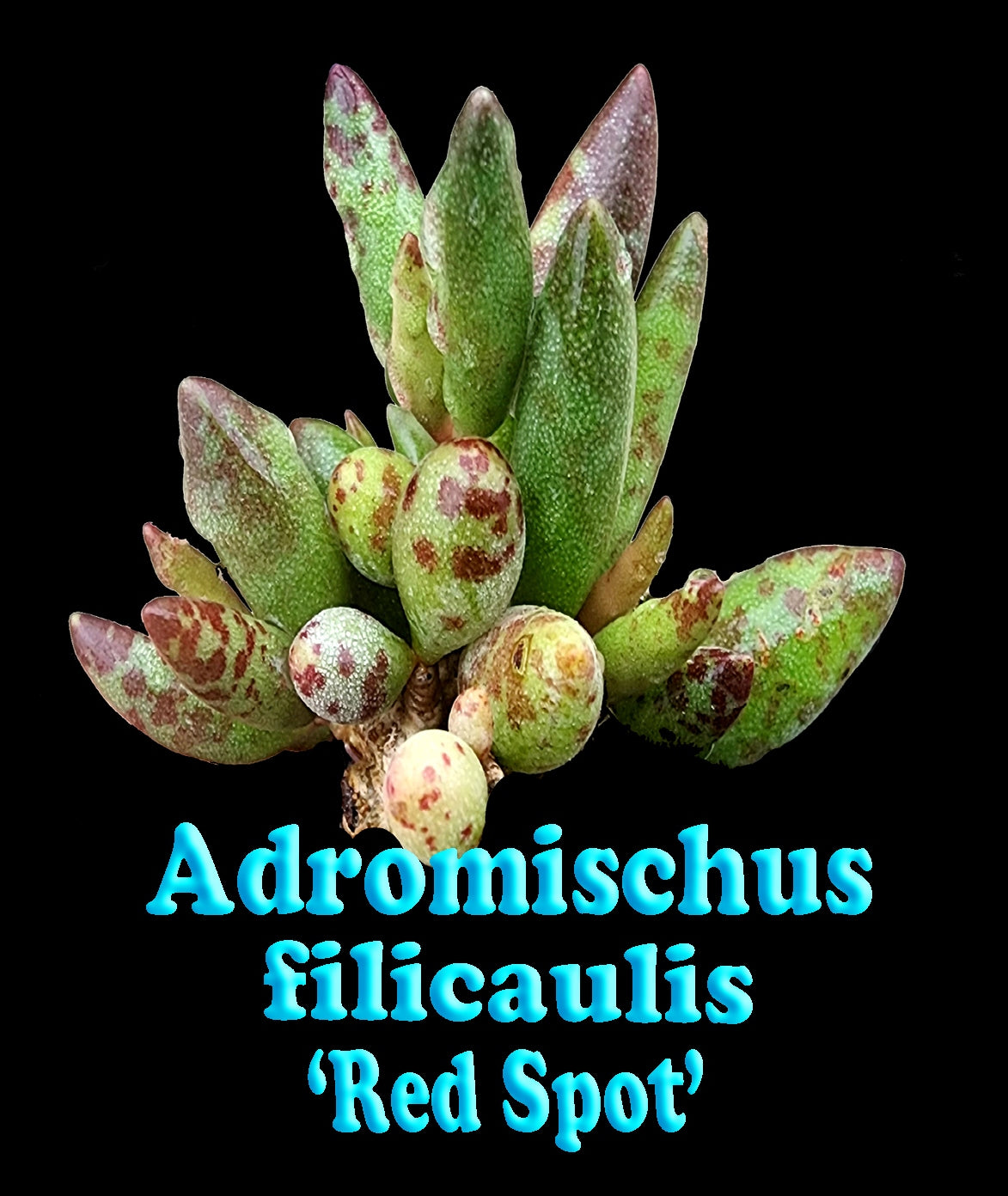 Adromischus filicaulis 'Red Spots'