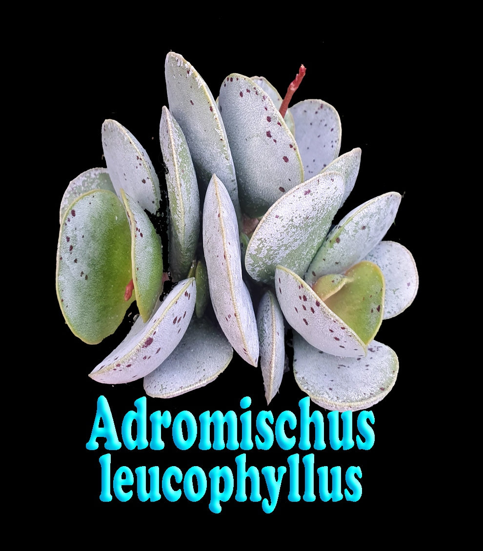 Adromischus leucophyllus