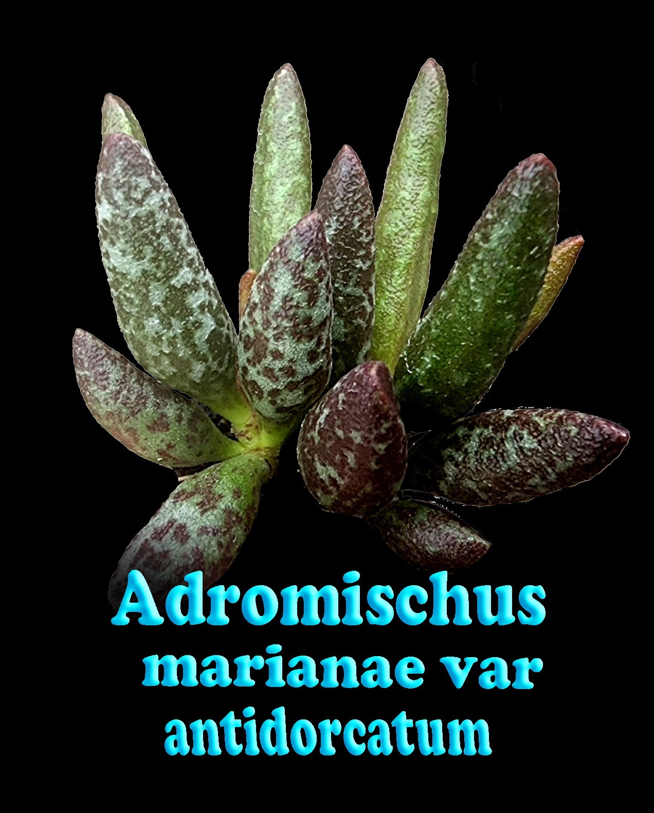 Adromischus marianae f. antidorcatum'