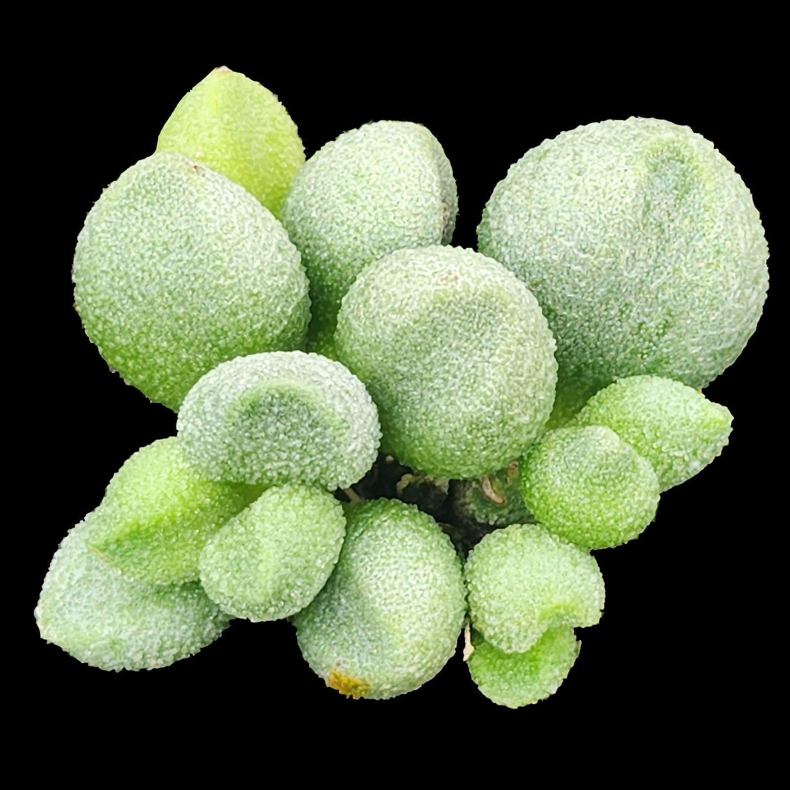 Adromischus marianae f. herrei 'Alveolatus'