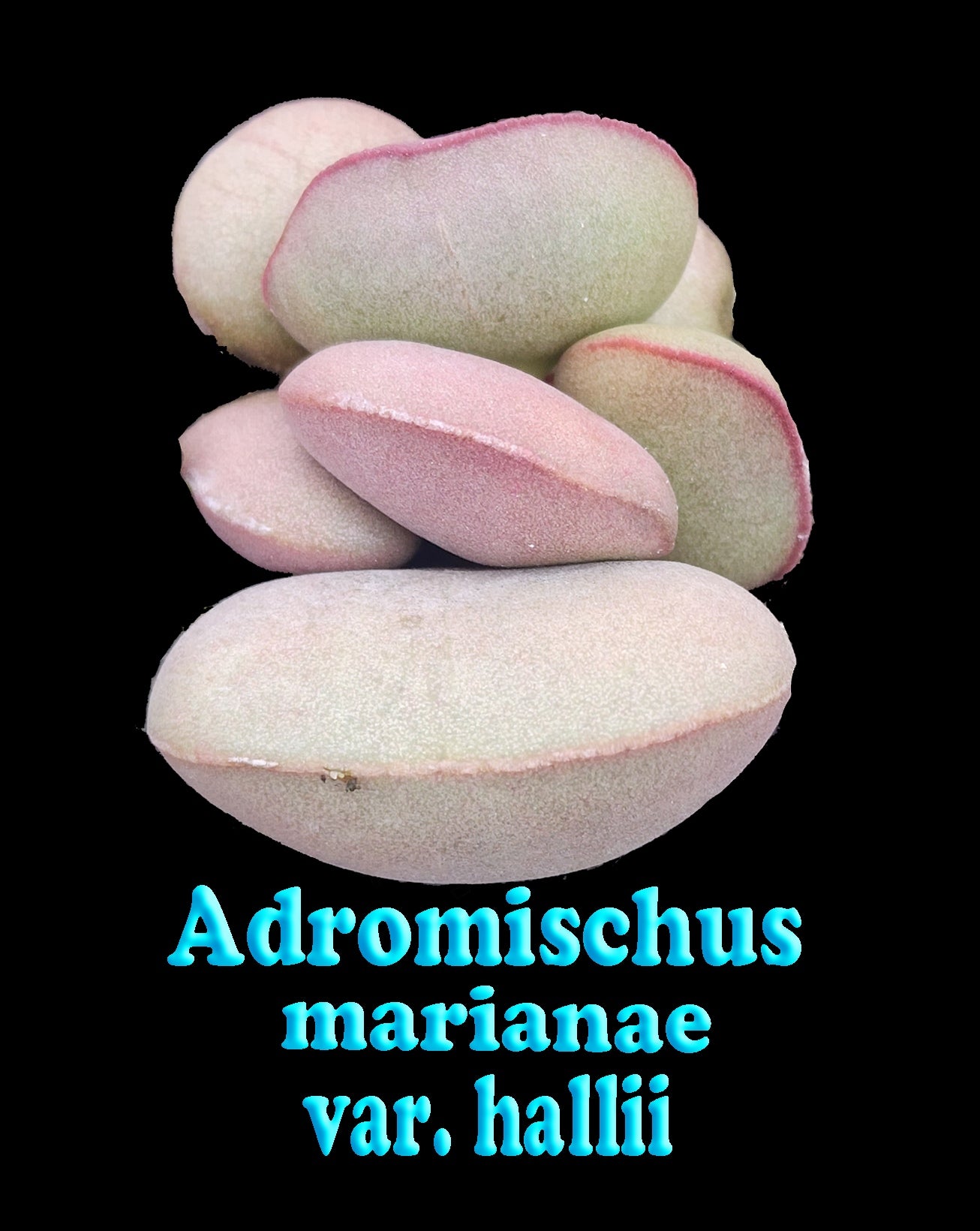 Adromischus marianae f. hallii