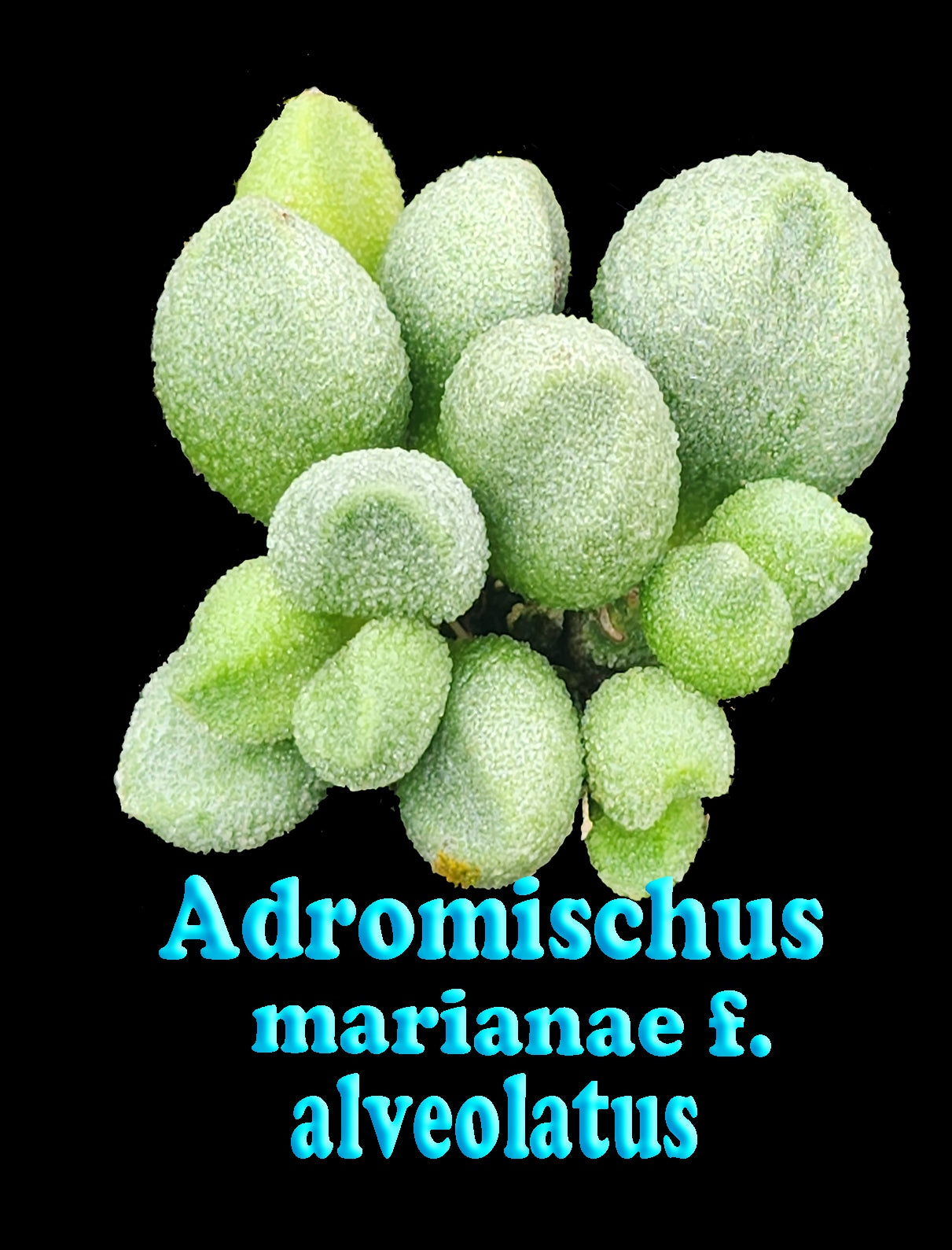 Adromischus marianae f. herrei 'Alveolatus'