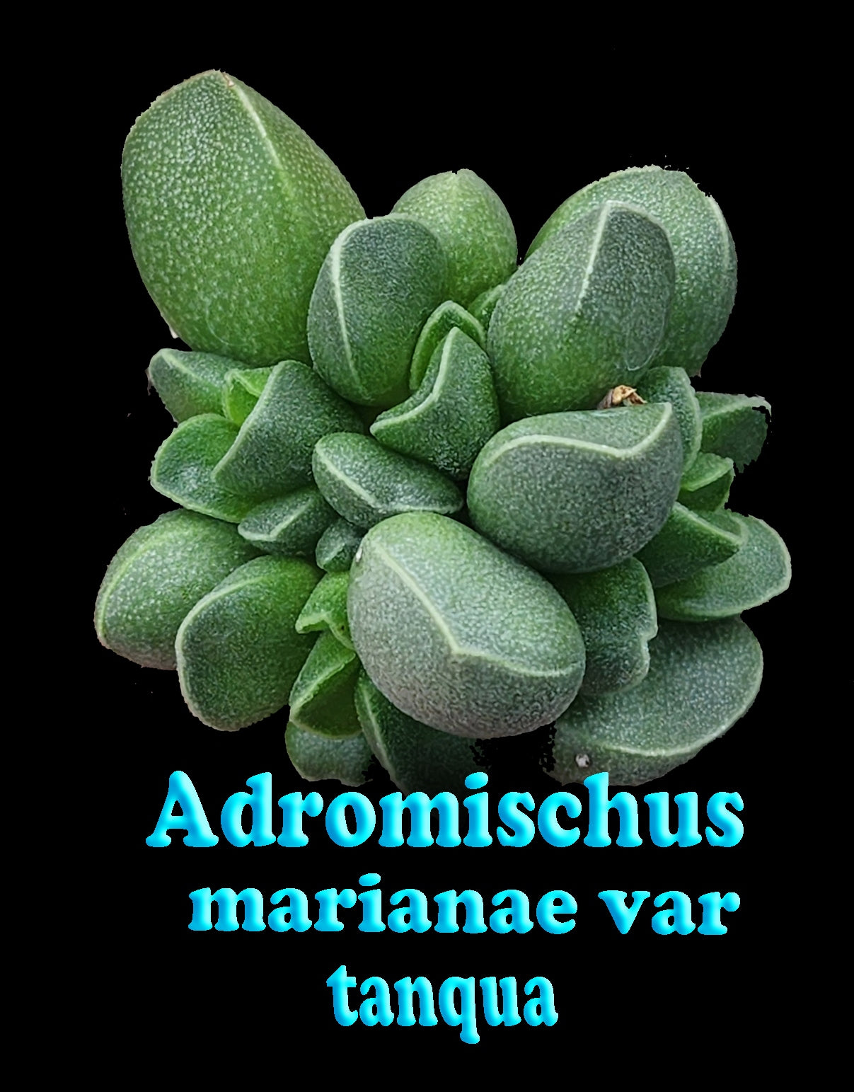 Adromischus marianae f. herrei 'Tanqua'