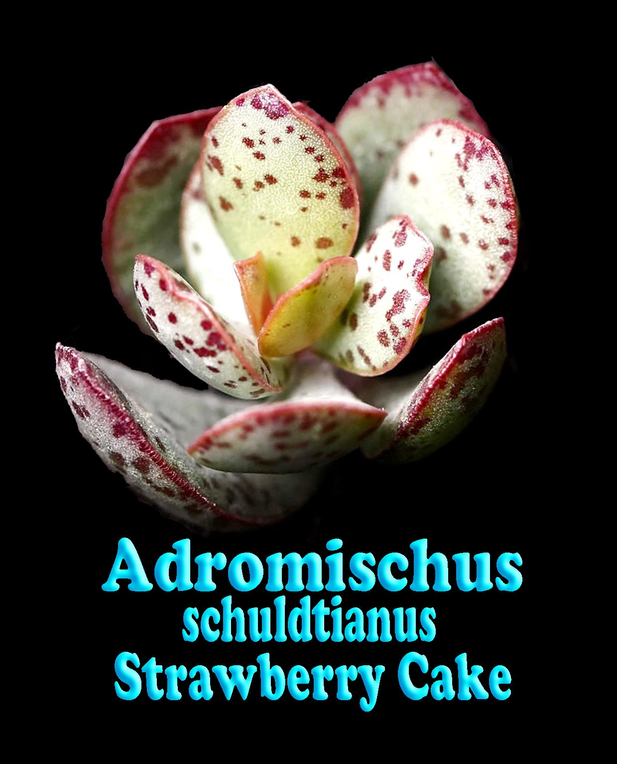 Adromischus schuldtianus 'Strawberry cake'