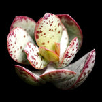 Adromischus schuldtianus 'Strawberry cake'