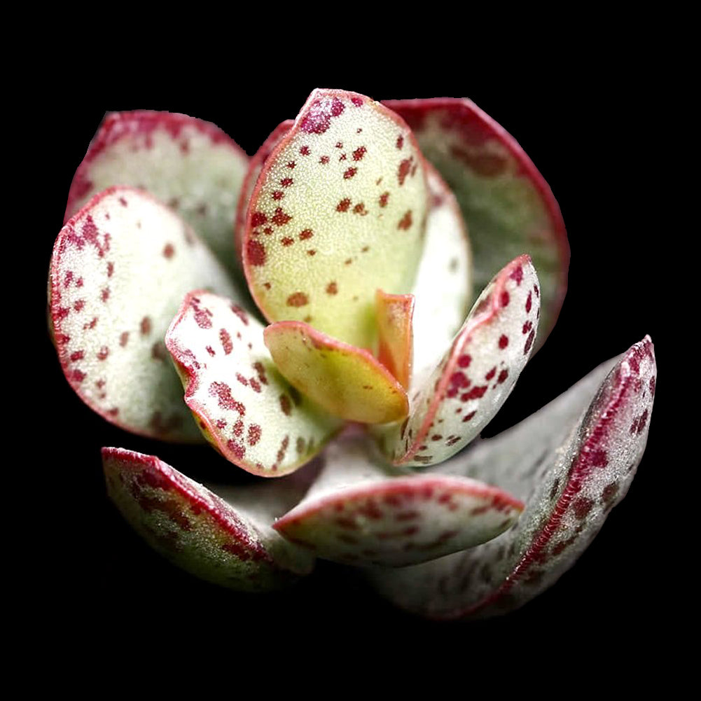 Adromischus schuldtianum Strawberry cake