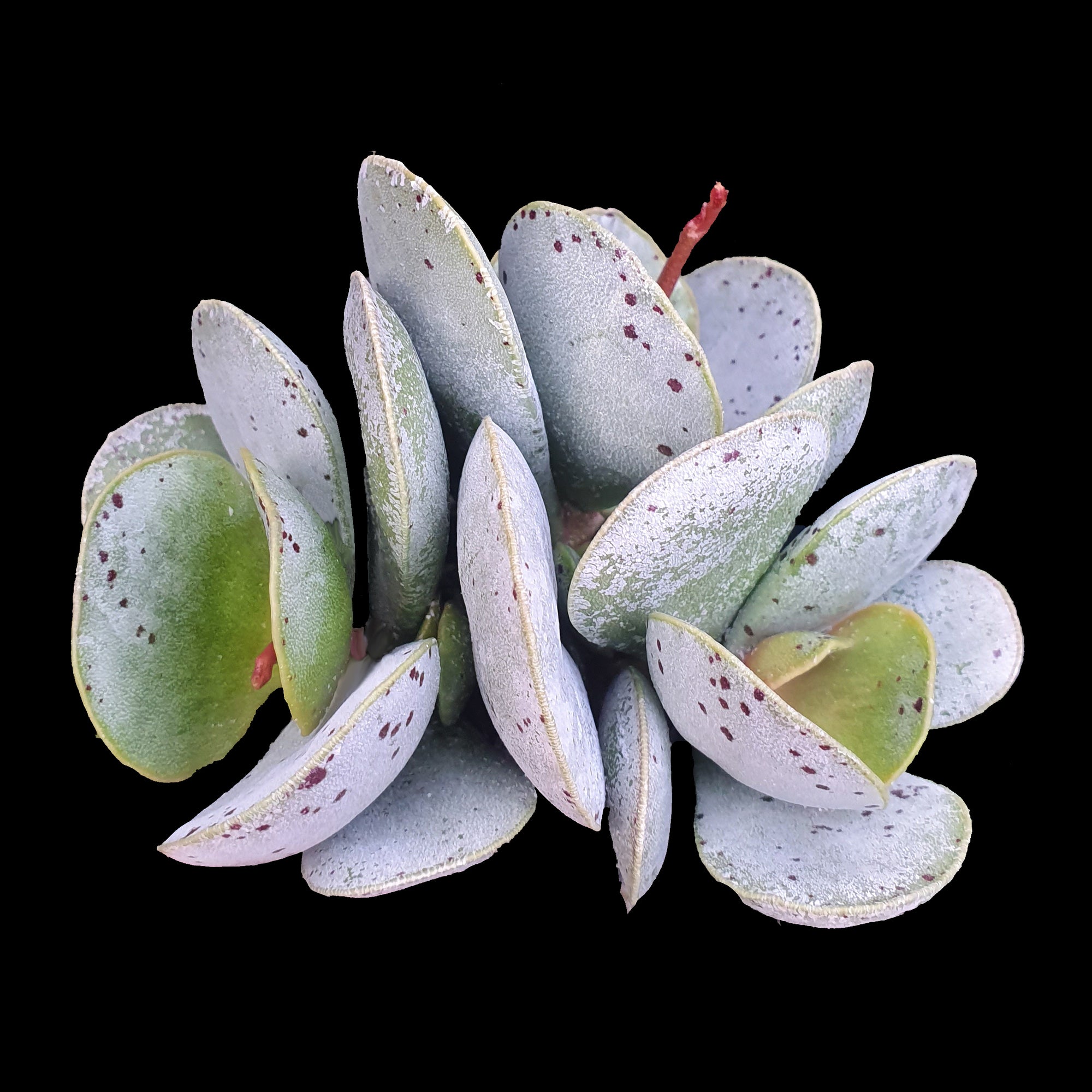 Adromischus leucophyllus - The White-Leaved Adromischus