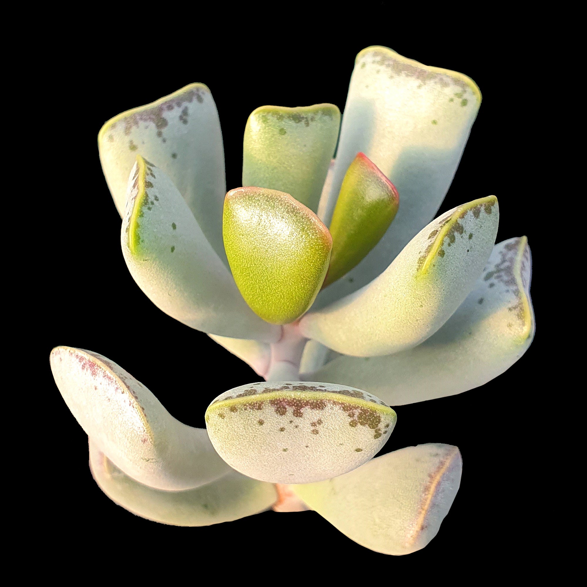 Adromischus triflorus - The Three-Flowered Succulent