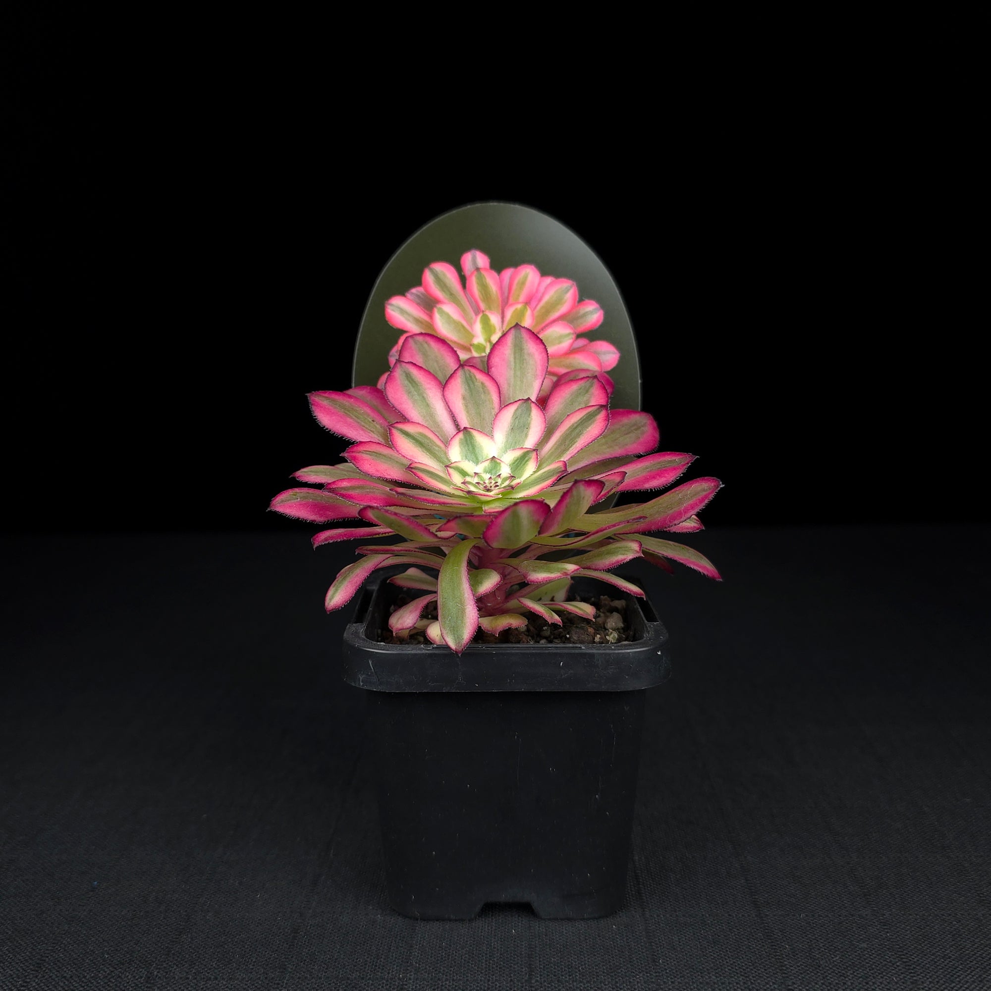Aeonium arboreum 'Bronze Teacup'