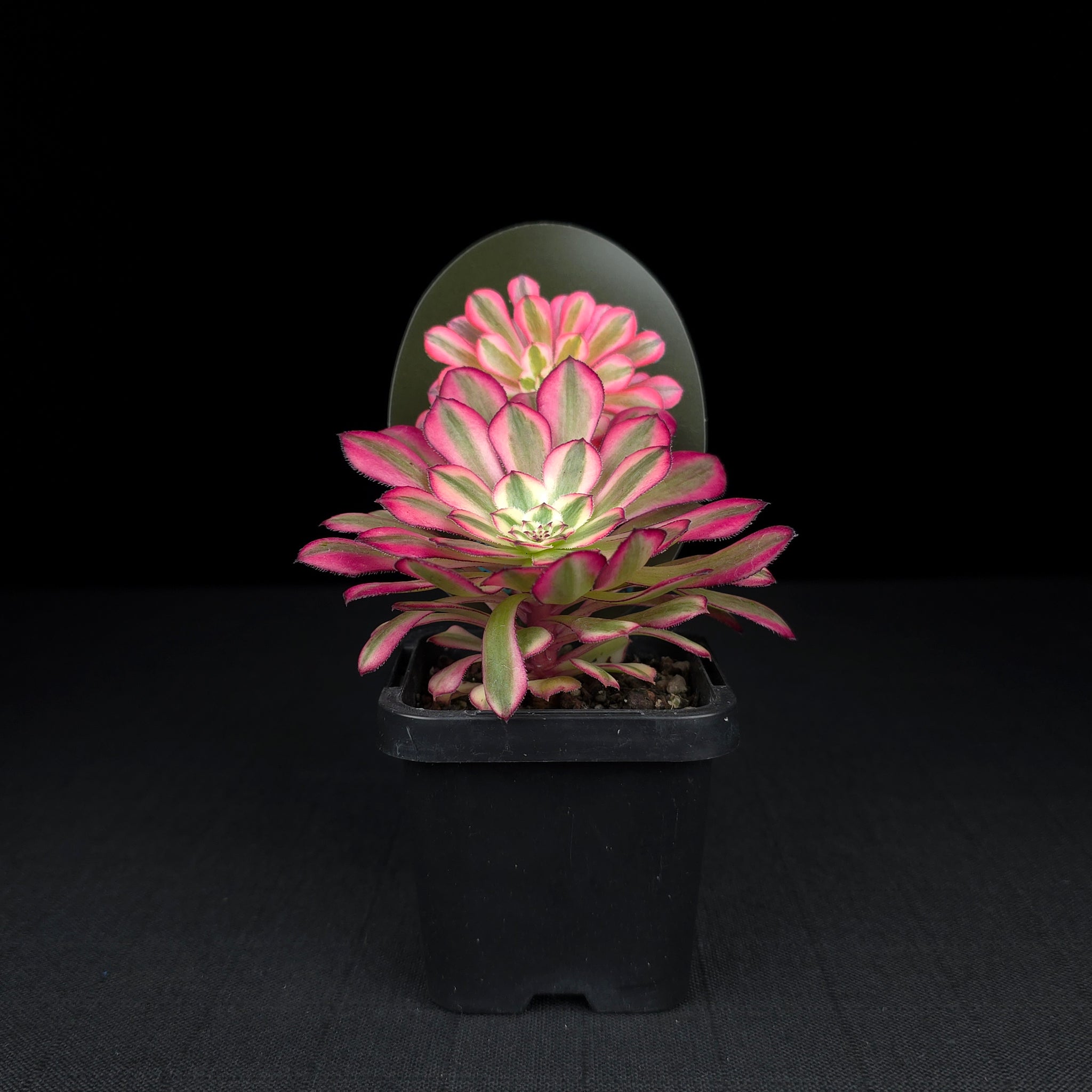 Aeonium arboreum 'Bronze Teacup'