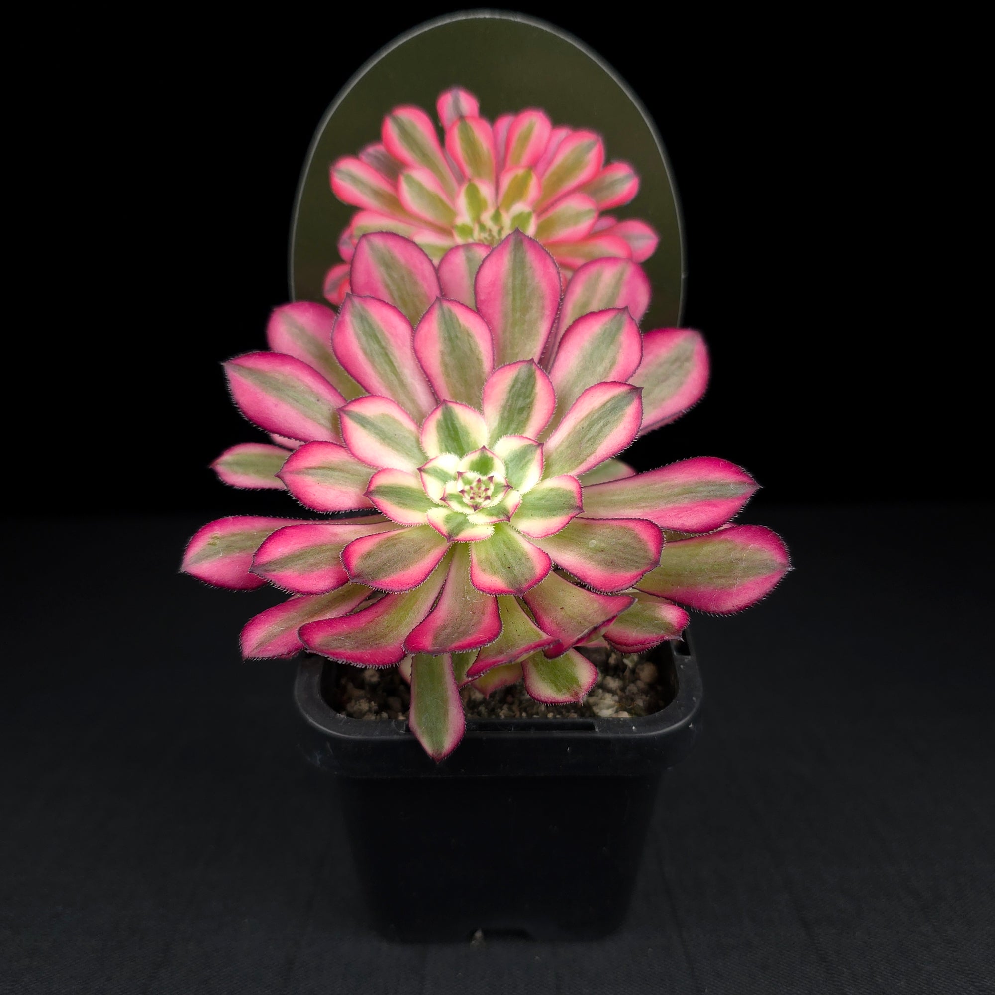 Aeonium arboreum 'Bronze Teacup'
