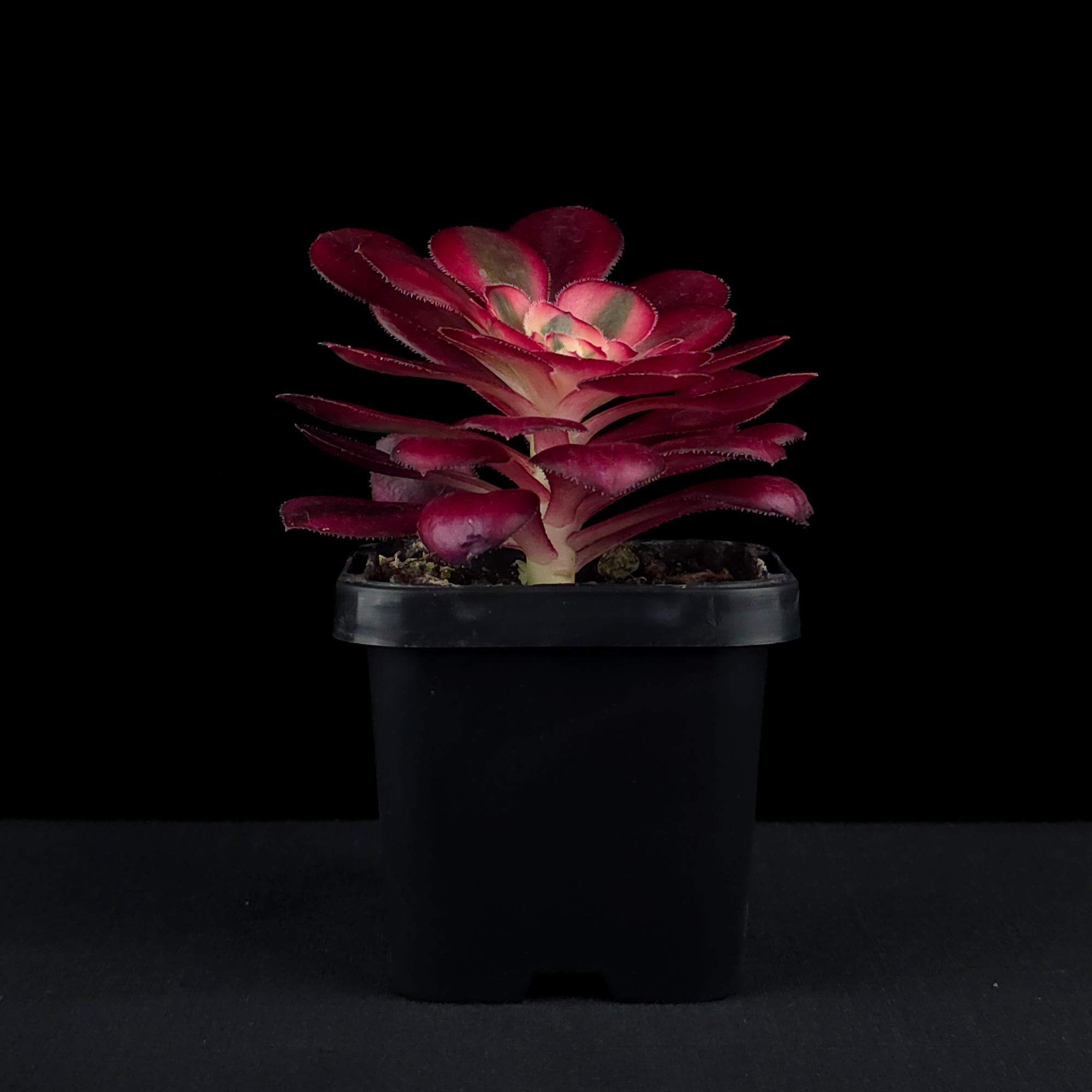 Aeonium arboreum 'Chanel'