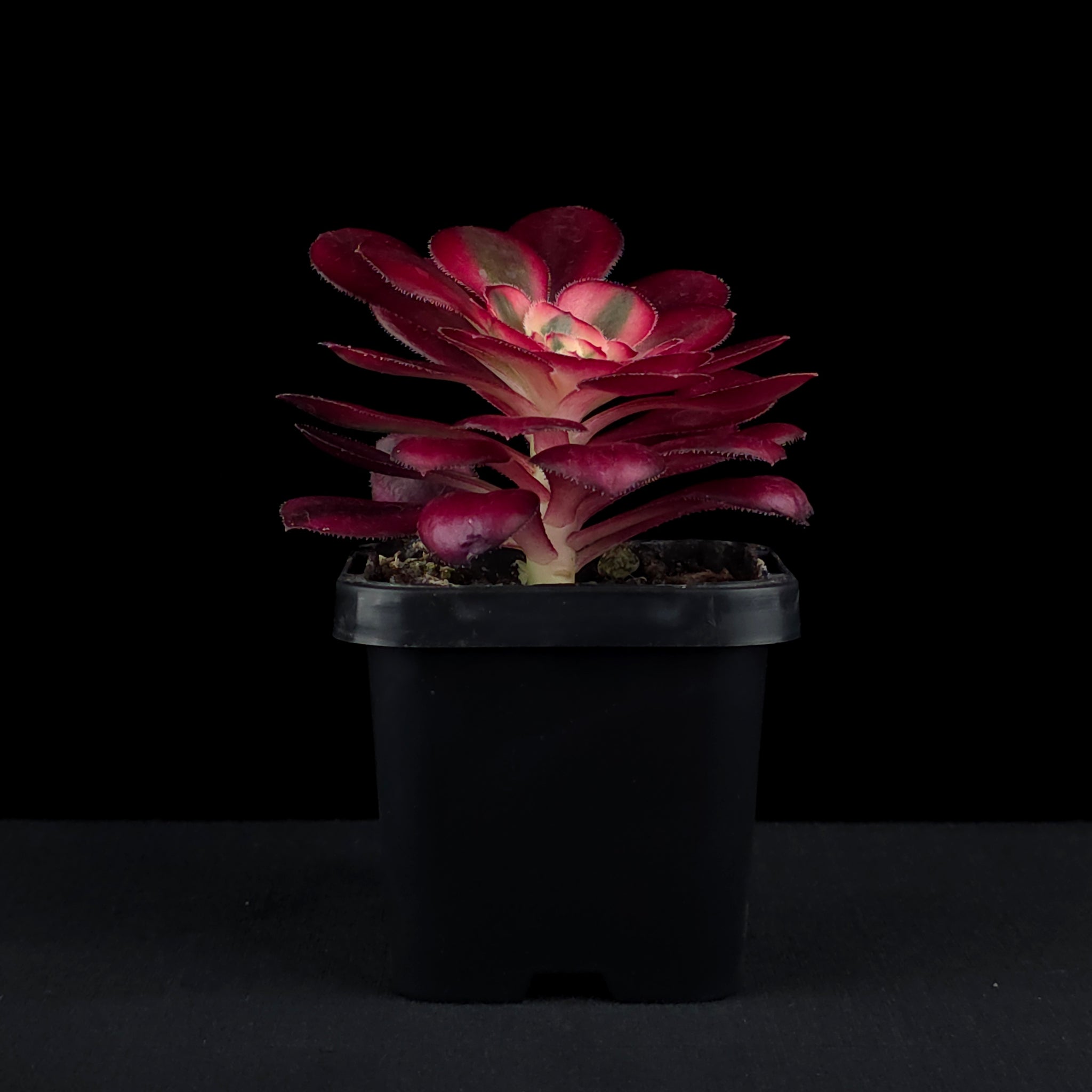 Aeonium arboreum 'Chanel'