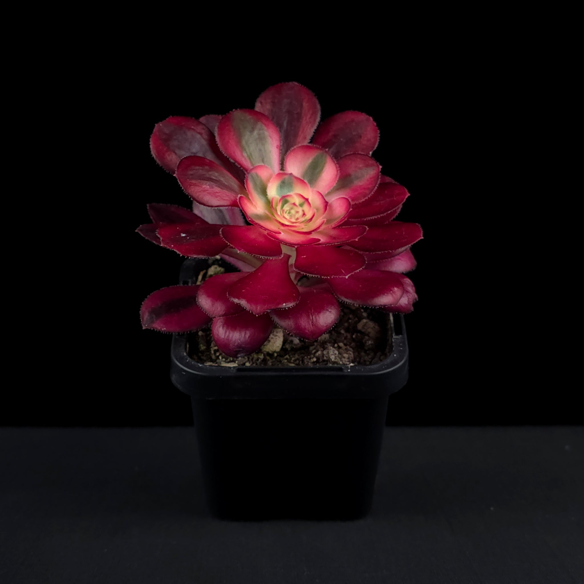 chanel plant pot Aeonium arboreum 'Chanel' – Collectors Online