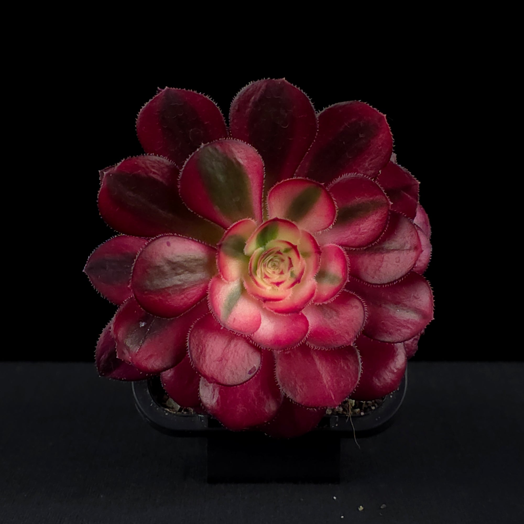 Aeonium arboreum 'Chanel'