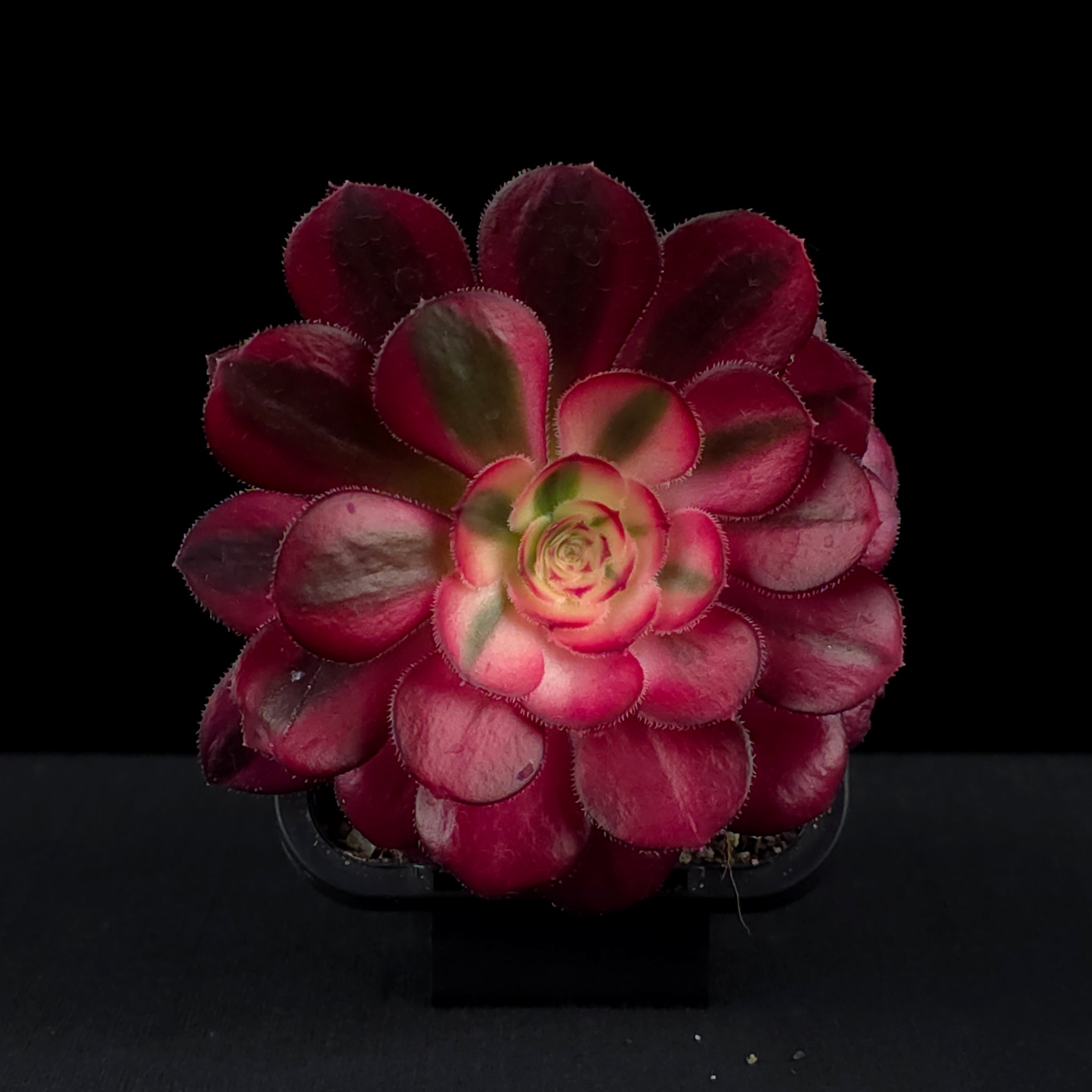 Aeonium arboreum 'Chanel'