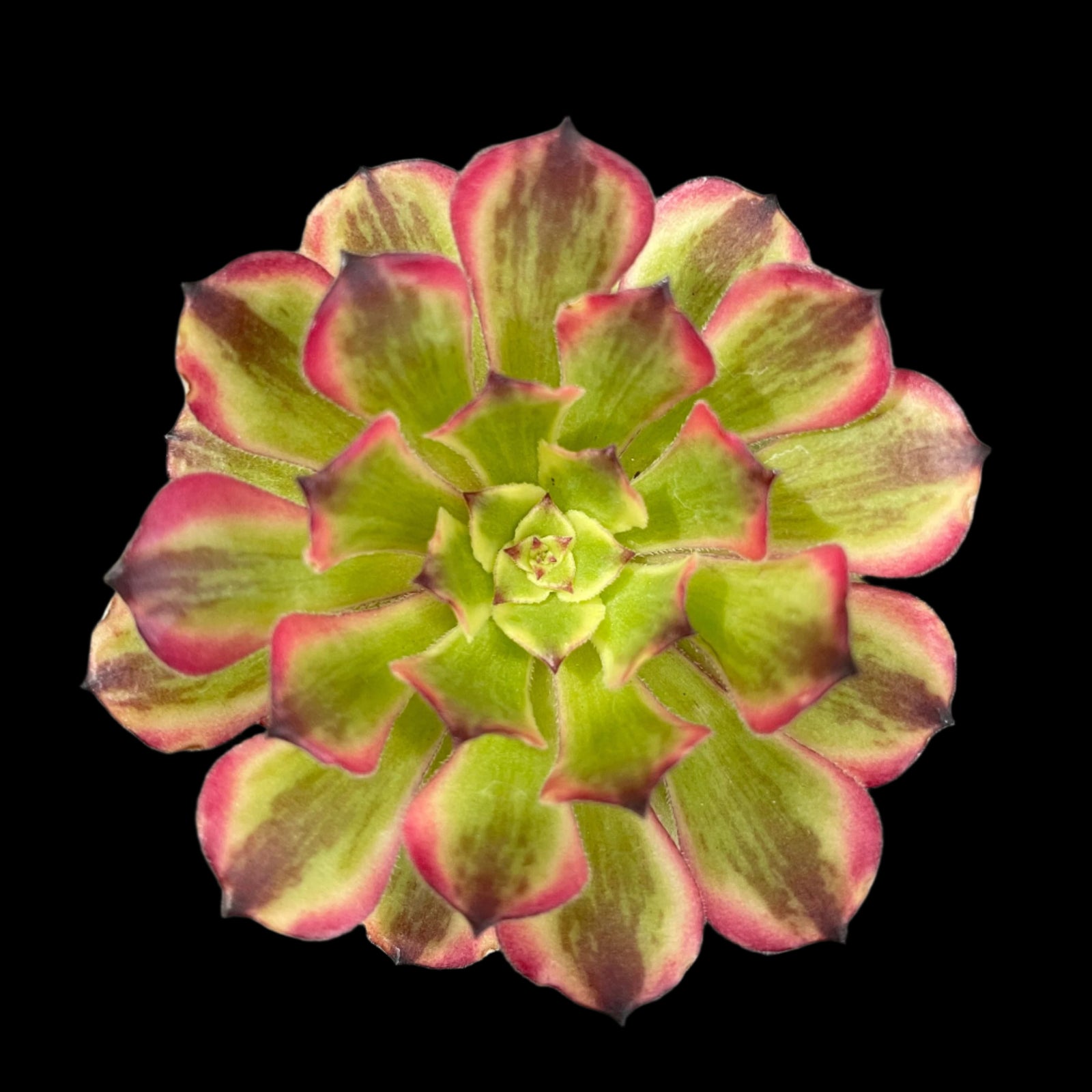 Aeonium arboreum 'Ink Painting'