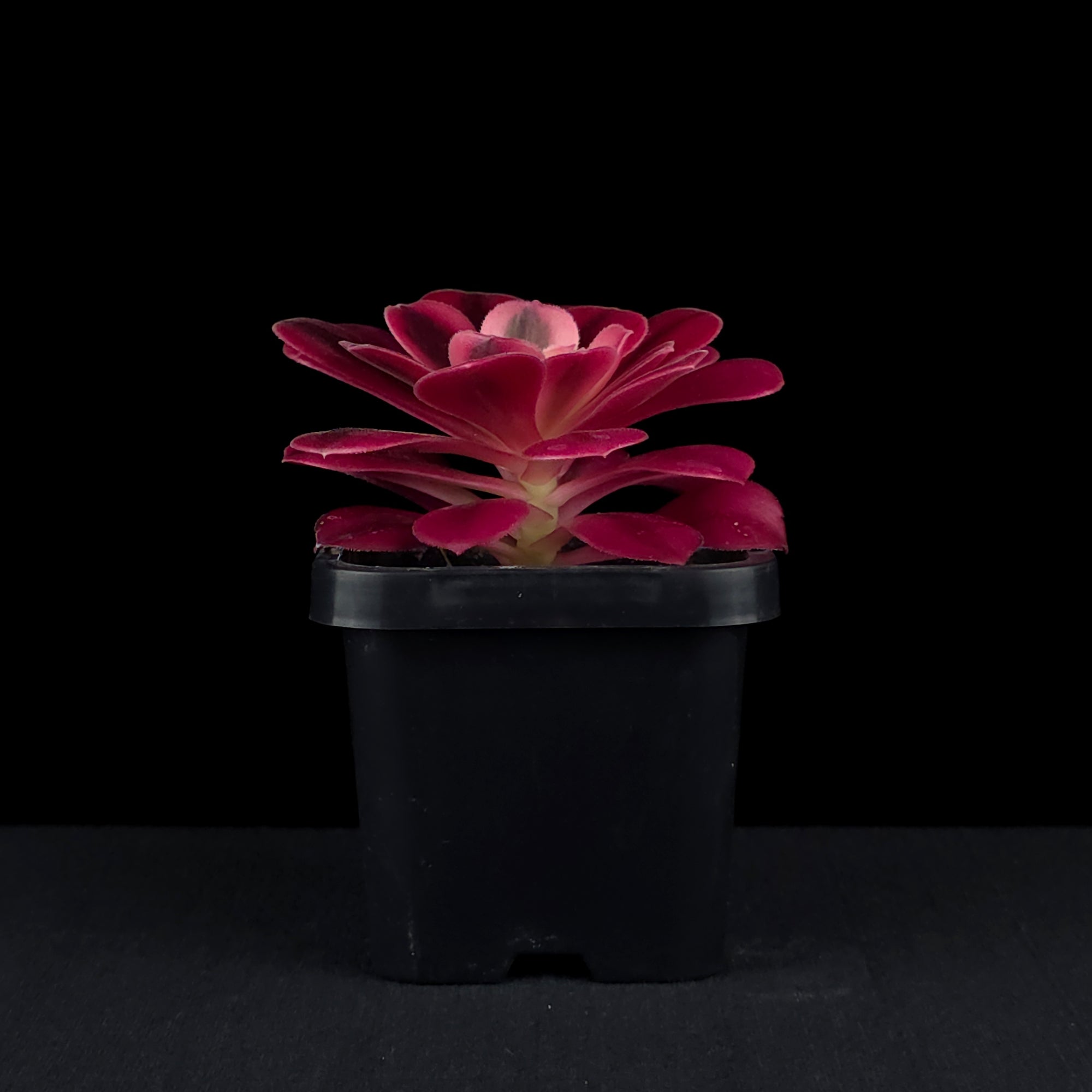 Aeonium arboreum 'Medusa'